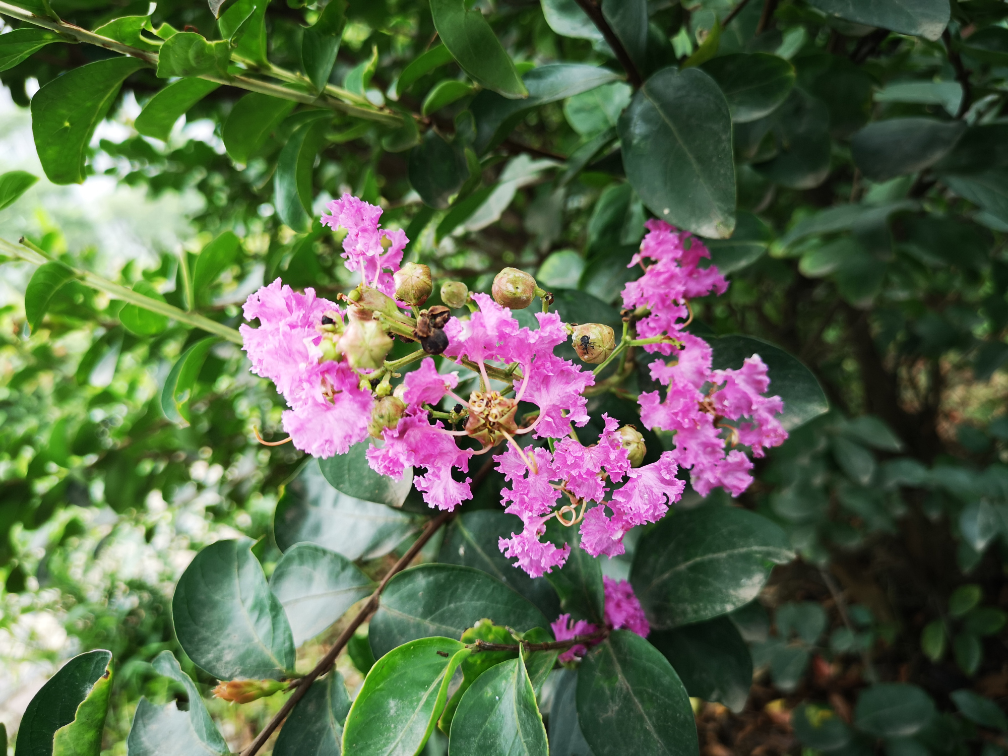 夏季开花的树,紫薇花芳香浓郁