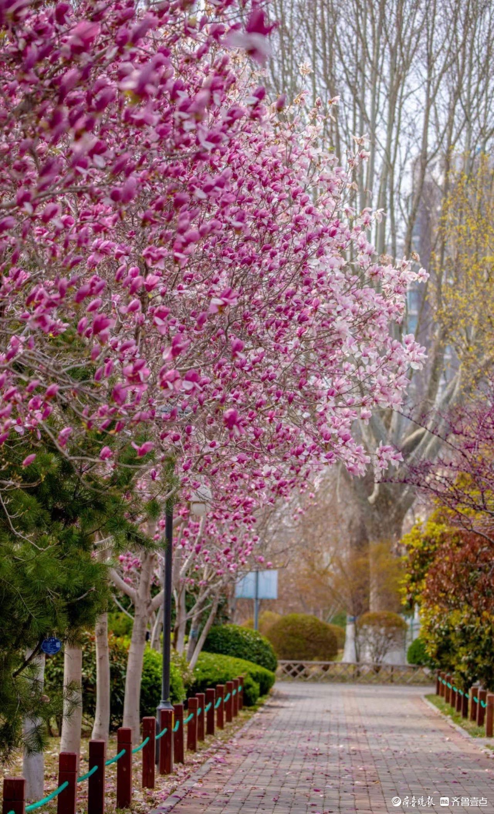 花圃公园紫玉兰花盛开