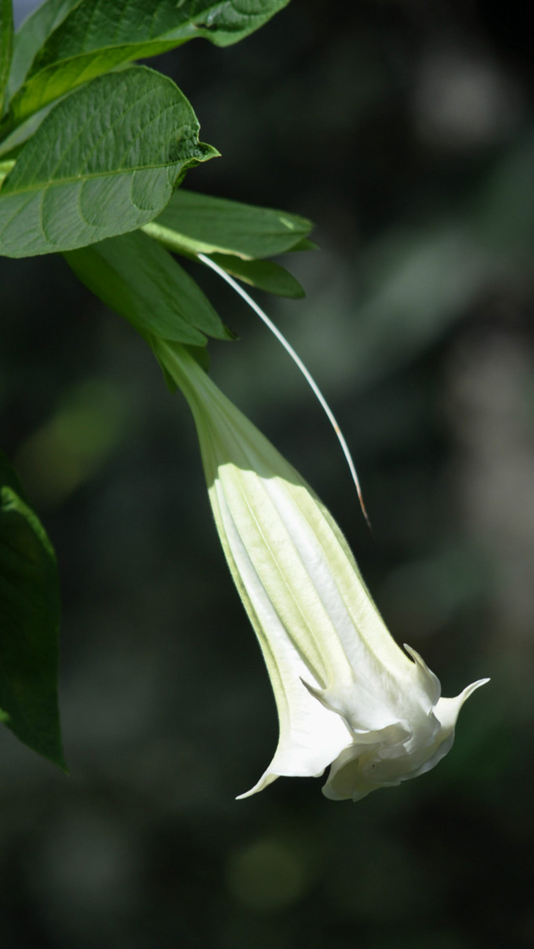 曼陀罗(茄科曼陀罗属植物)
