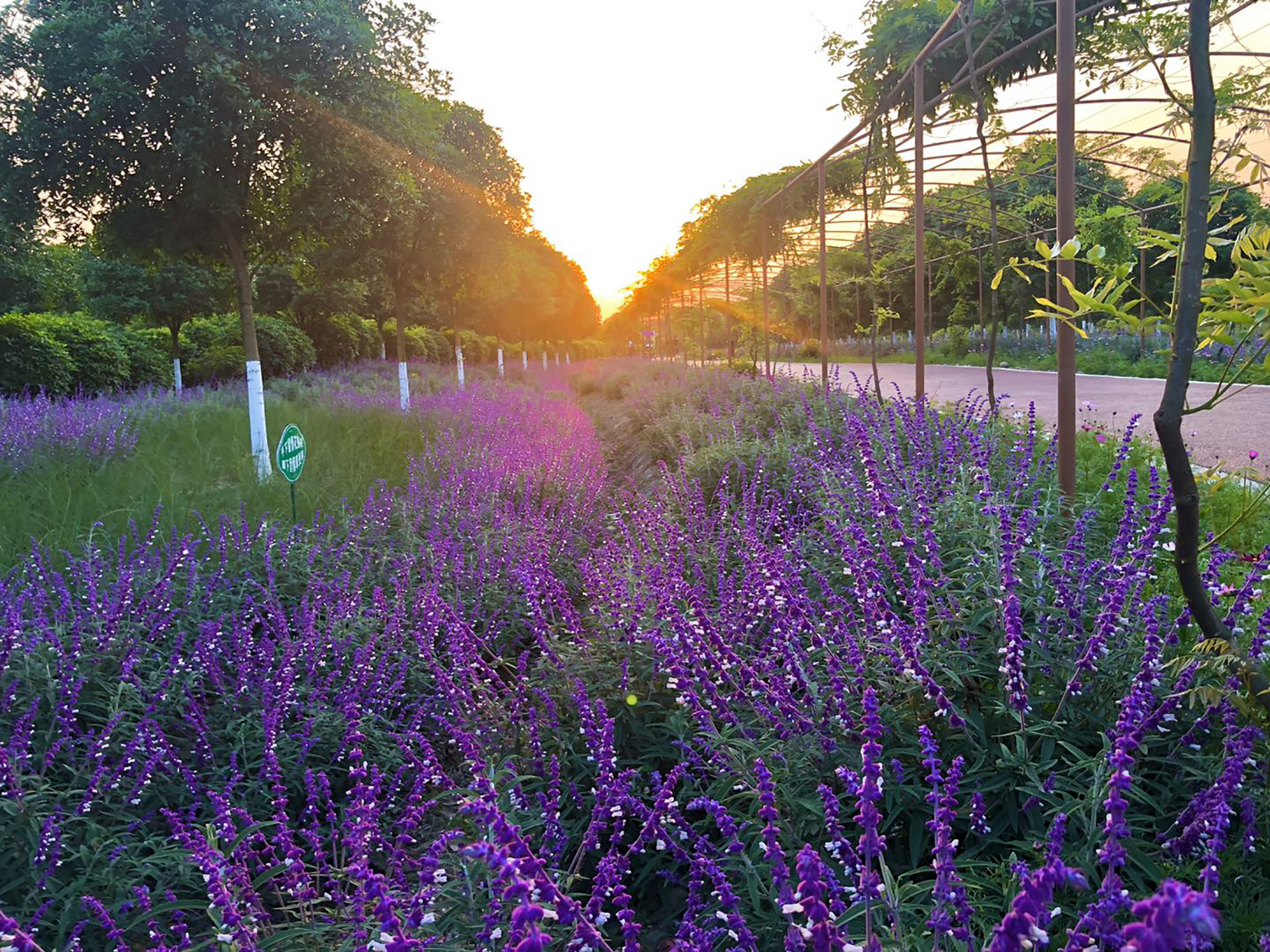 成都新都区芳华桂城的紫藤花海,浪漫得不要不要的!