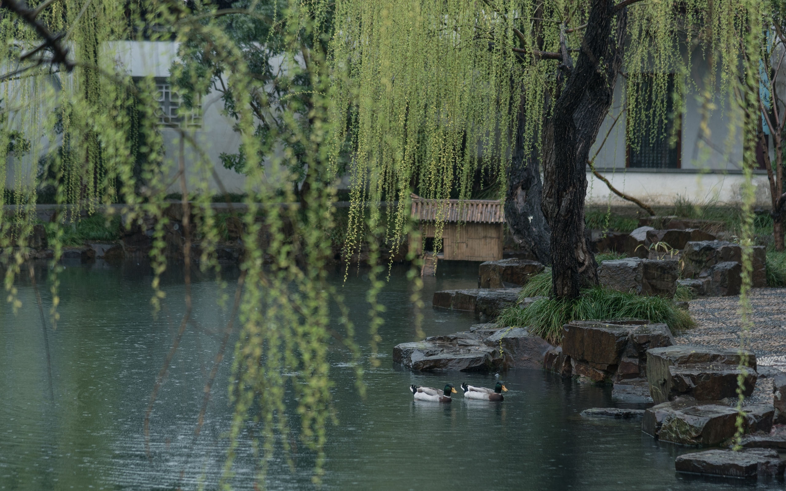 春雨庭院柳树美景