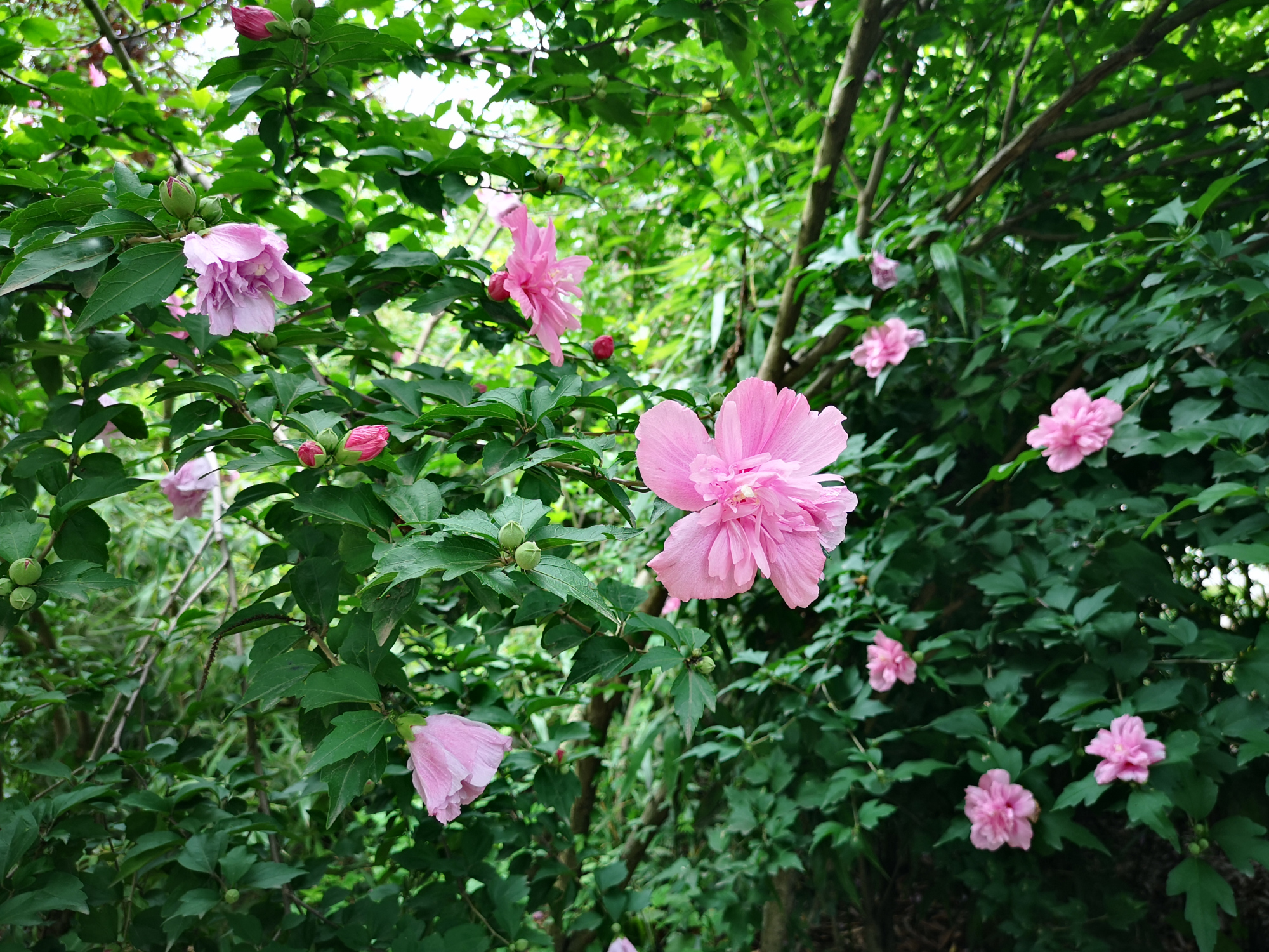一片木槿花盛开,鲜艳亮丽