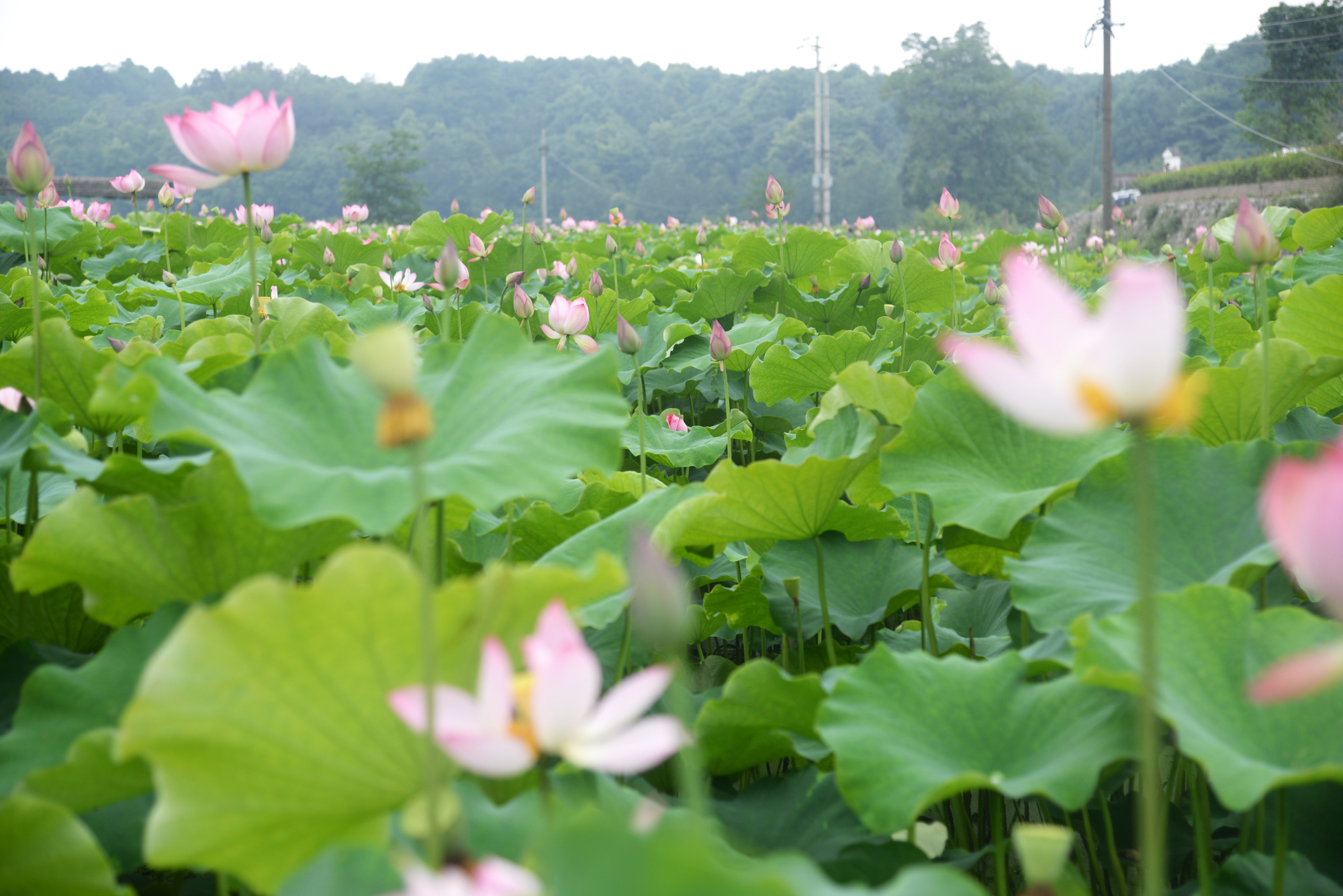 绵阳1个多小时到安州雎水镇的环湖碧荷园,几十亩荷塘等你免费看