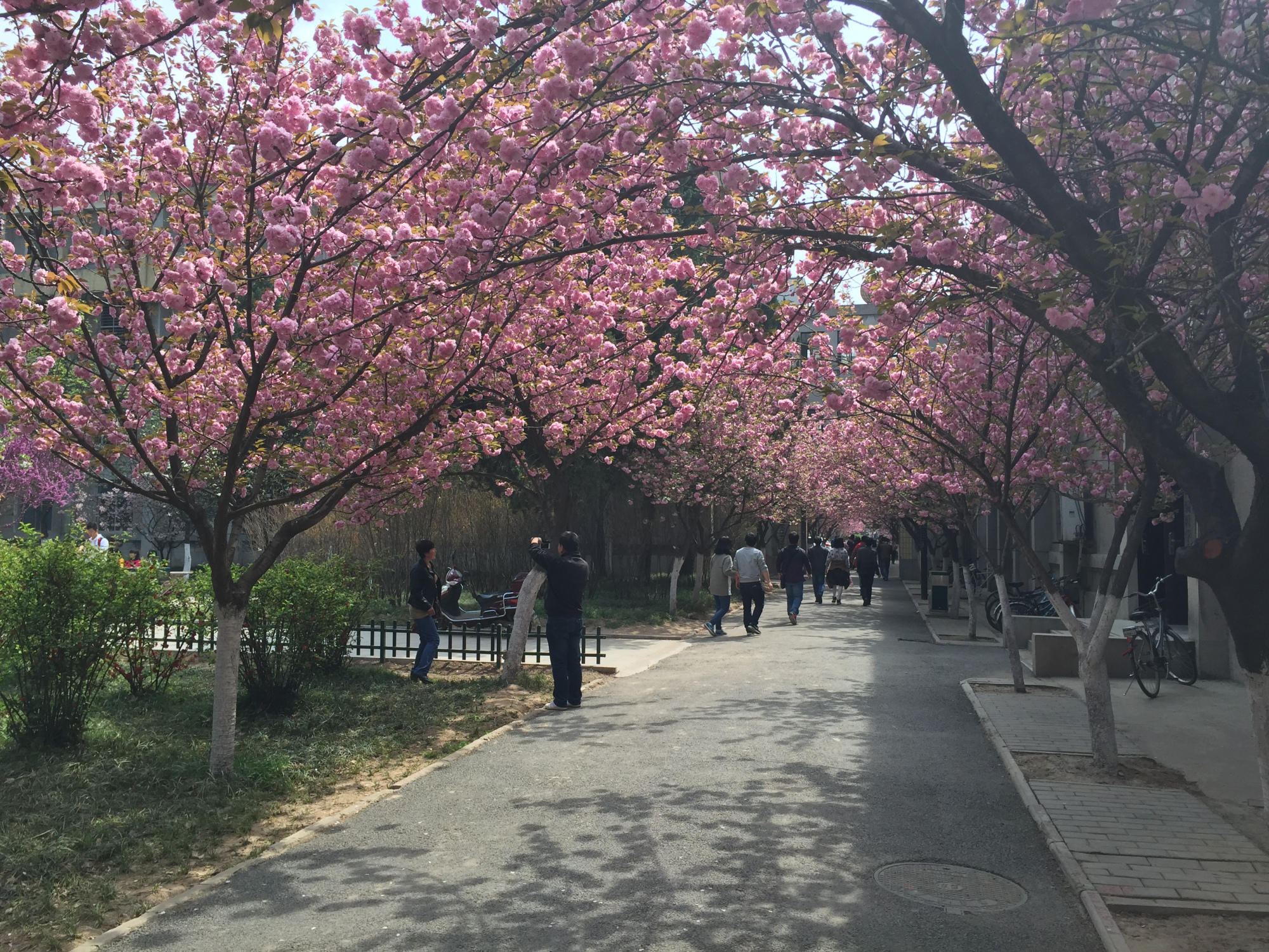 西安交通大学樱花大道图片