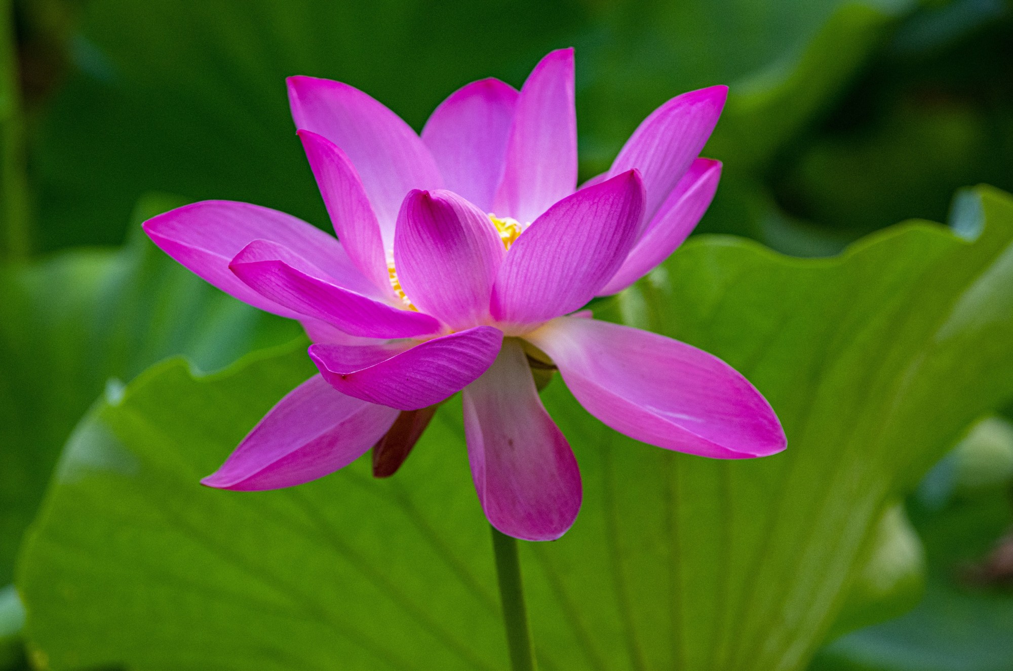 傲然怒放的荷花,在绿叶清水衬托下,娇艳欲滴