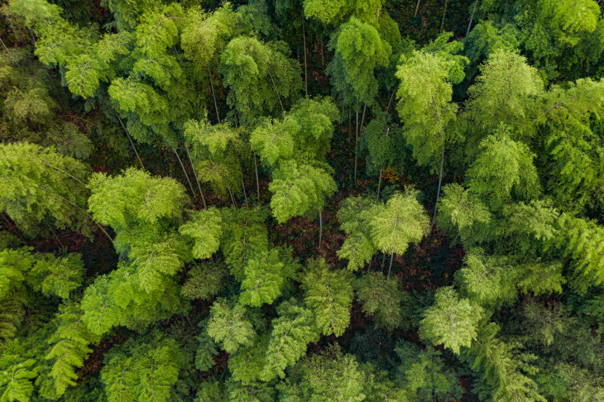 航拍秋日安徽黄山皖南竹海 曾为《卧虎藏龙》拍摄地