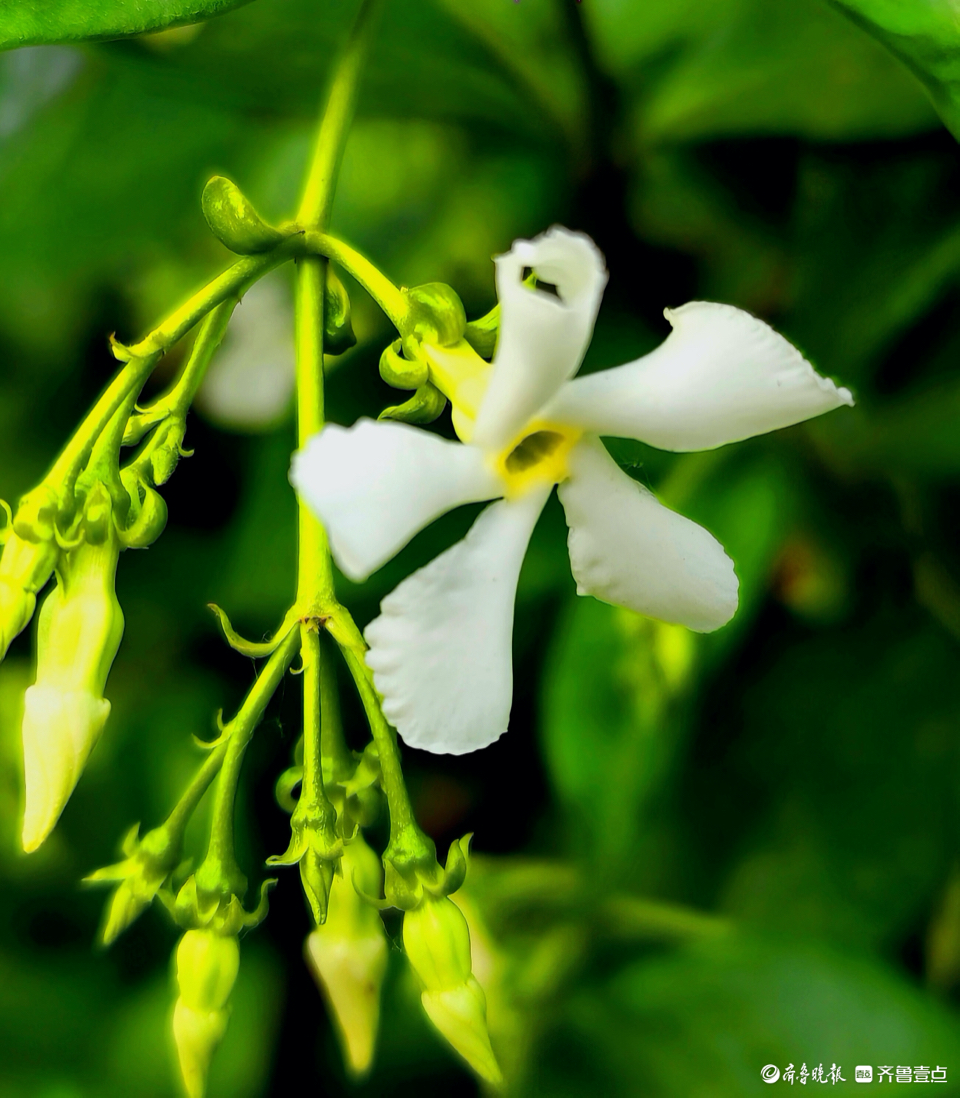 "转动"的风车茉莉花,开出了洁白的花朵
