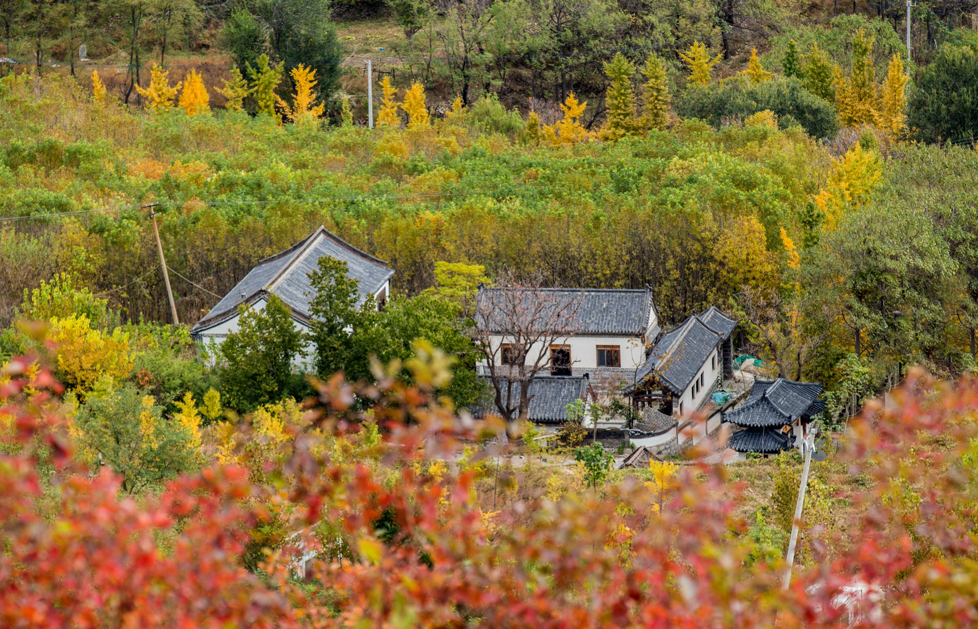 山东邹平:白云山麓 层林尽染