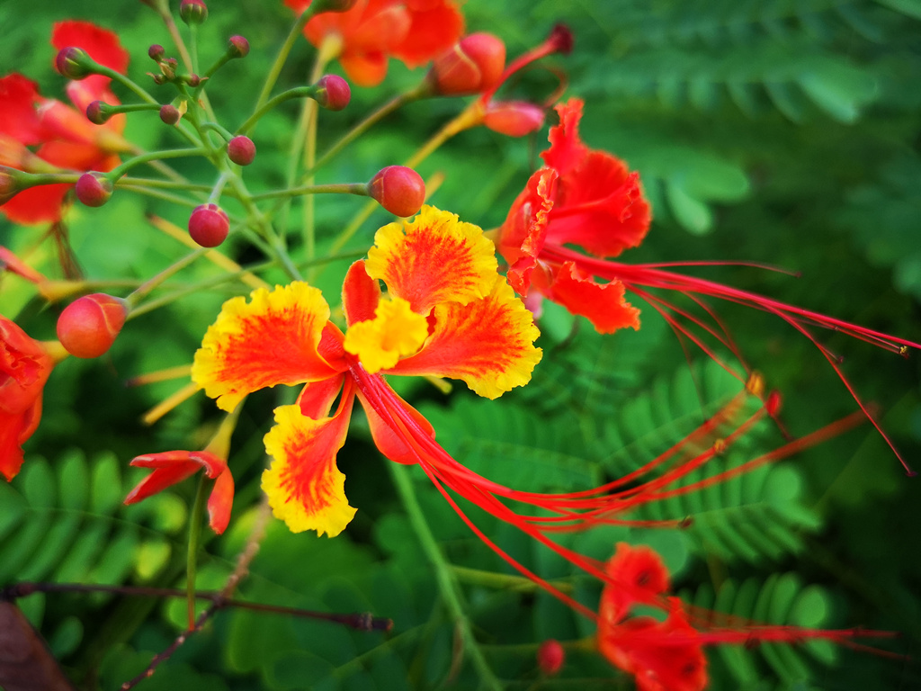 金凤花绽放在阳光下,绚丽无边