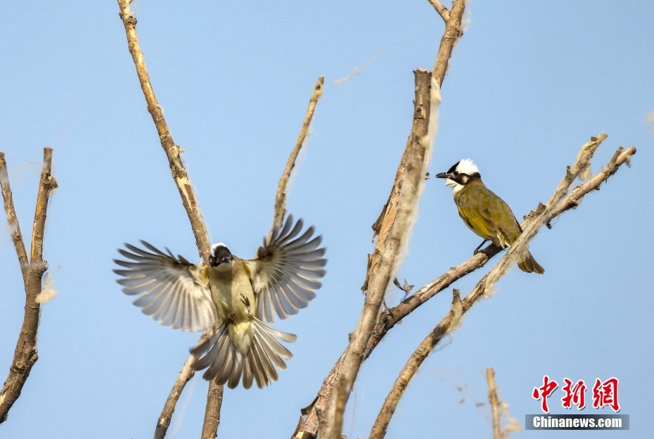 天津北大港:滨海湿地 鸟类乐园