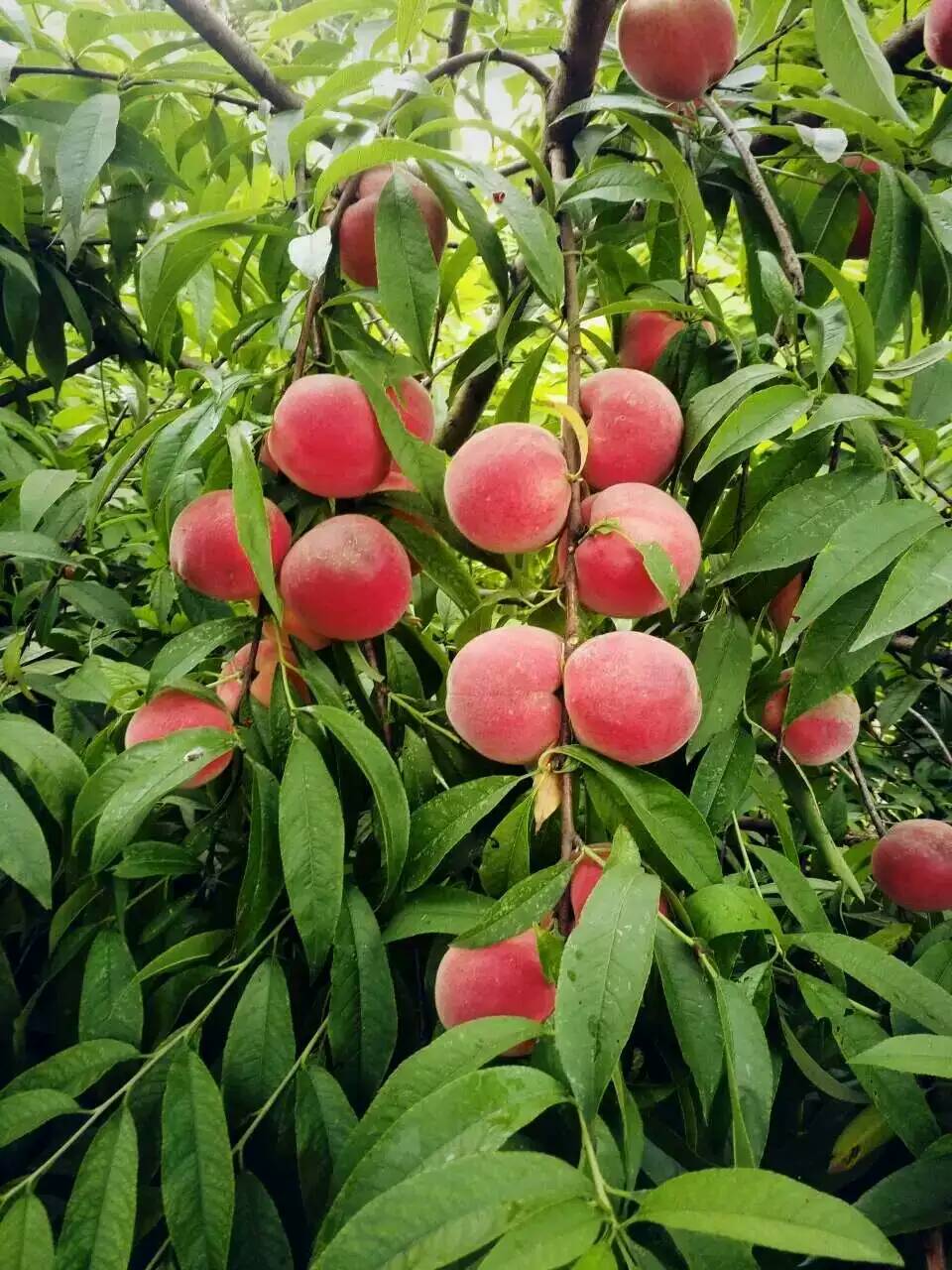 桃子种植方法