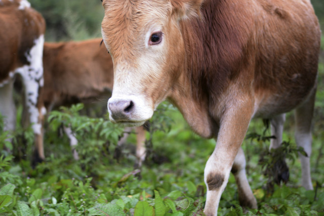 九襄黄牛肉:闻肉香四溢,滋味别样美!
