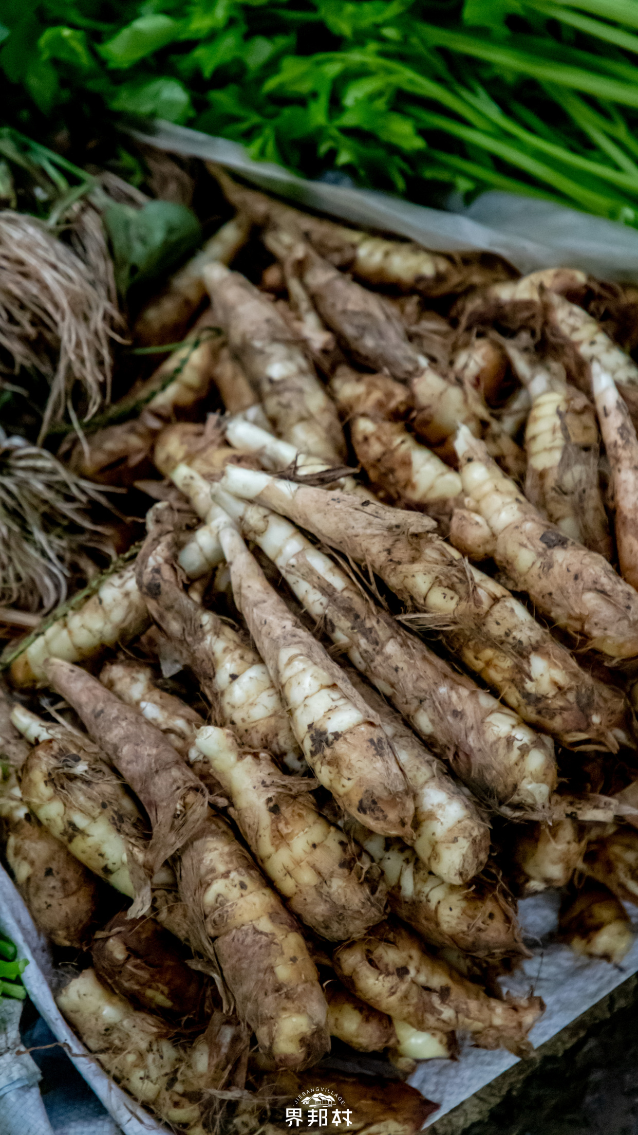 以为是姜,原来是地笋!这玩意怎么吃?