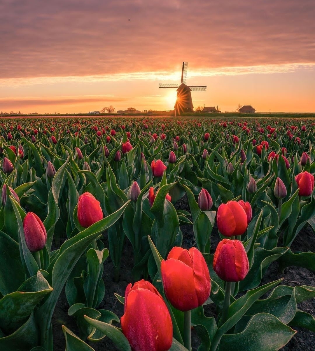 唯美荷兰郁金香花田大片