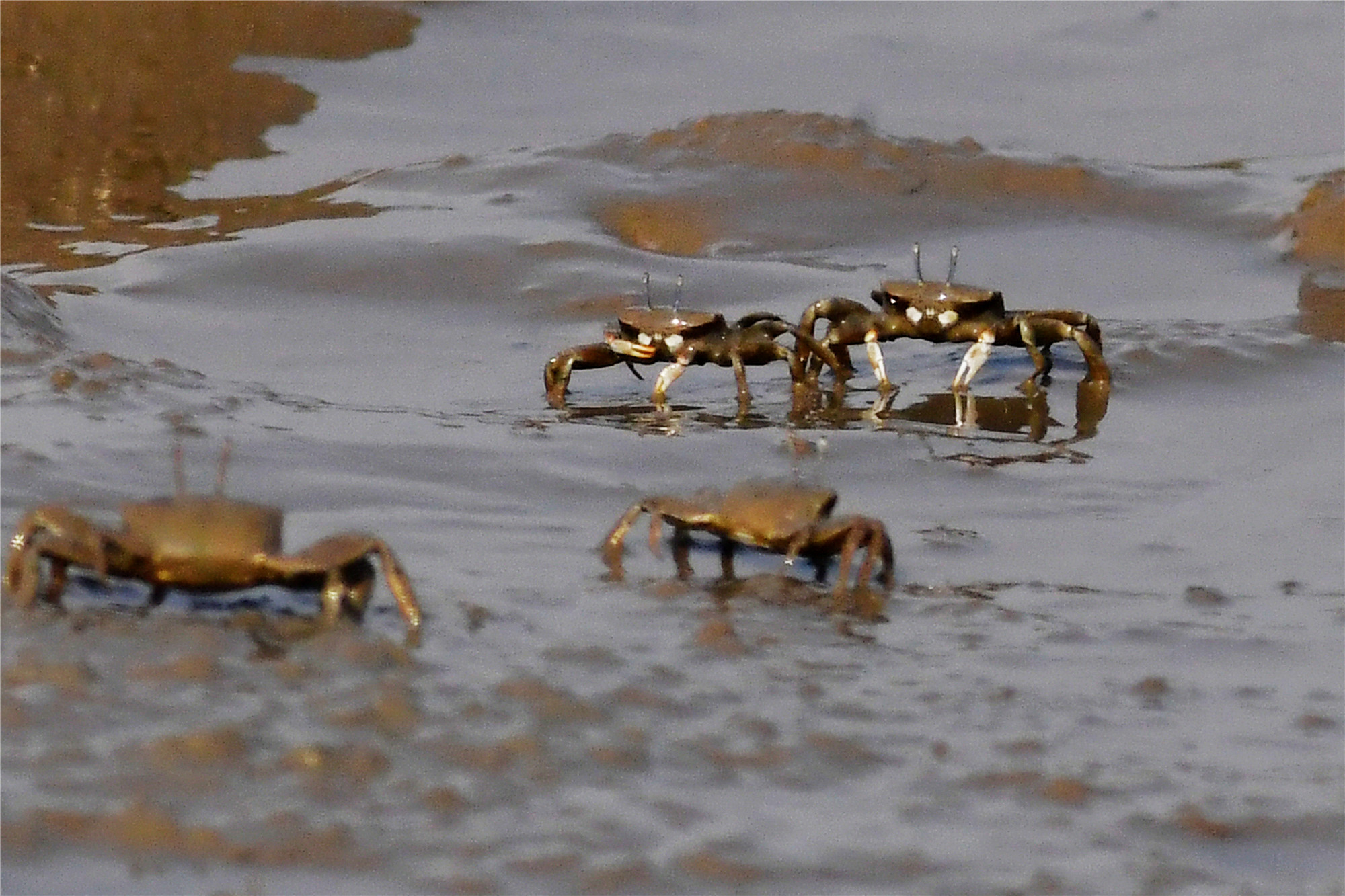 山东青岛:潮后"滩涂蟹"密集涌出 场面壮观