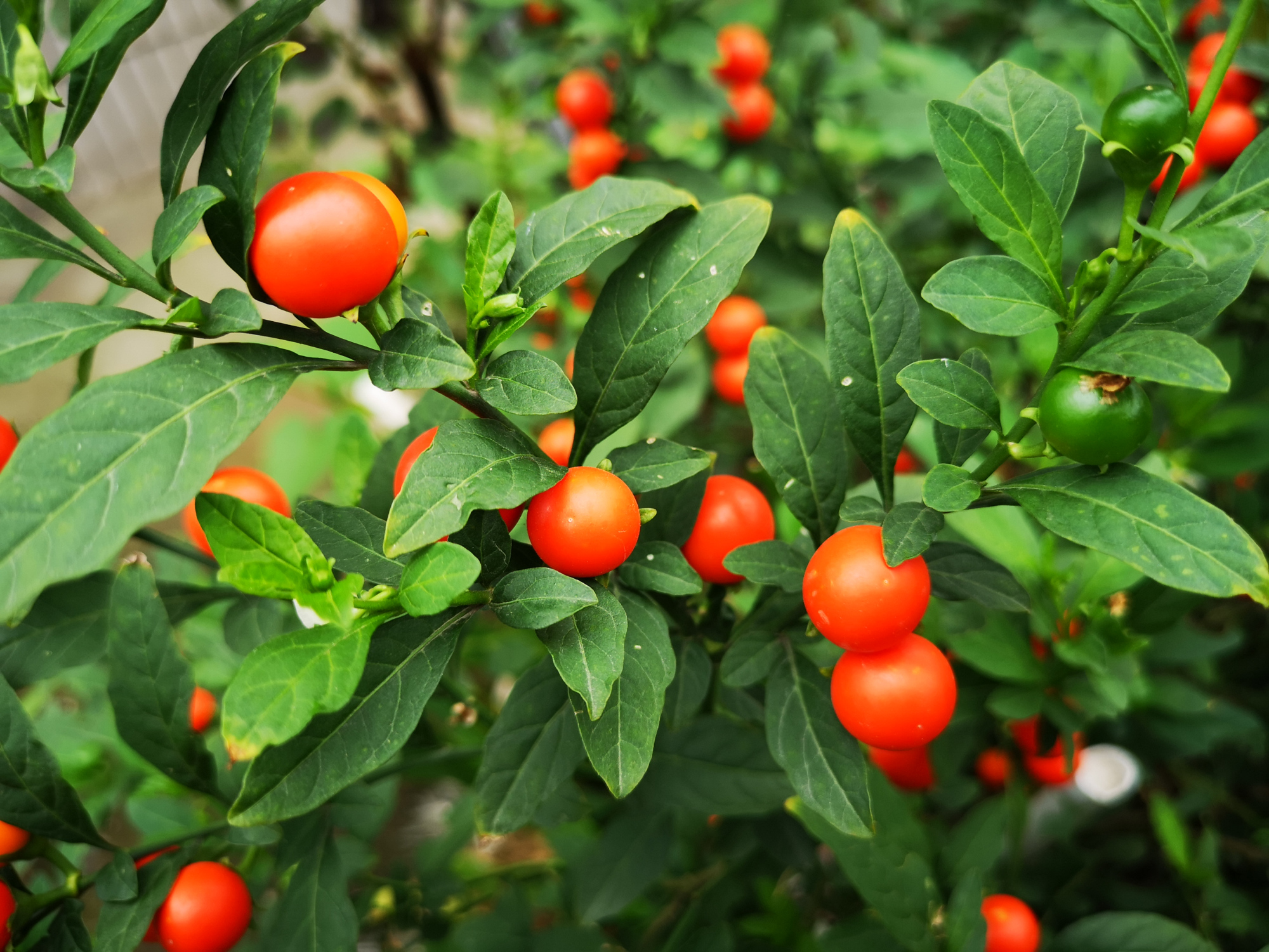 红彤彤的吉庆果,可爱的珊瑚樱