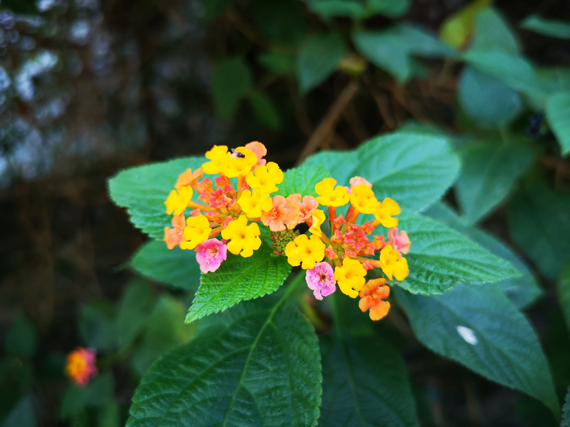 五色梅,朵朵小花球,多彩鲜艳