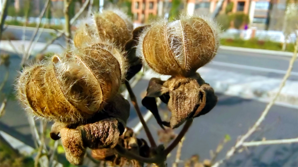 美丽吉安:随拍之开裂的木芙蓉果实