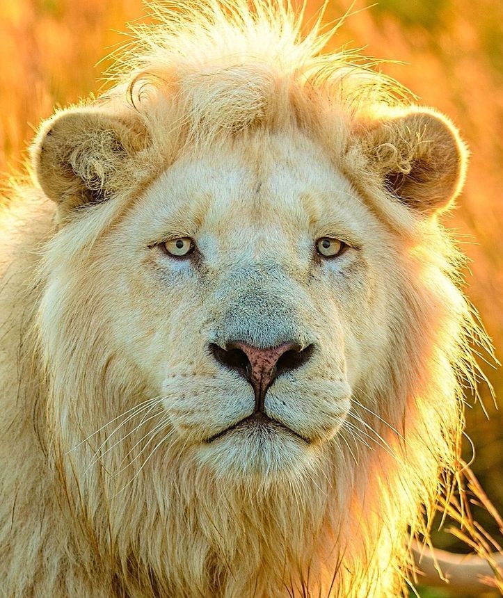 帅气的狮子好有威严,这个狮子霸气侧漏!