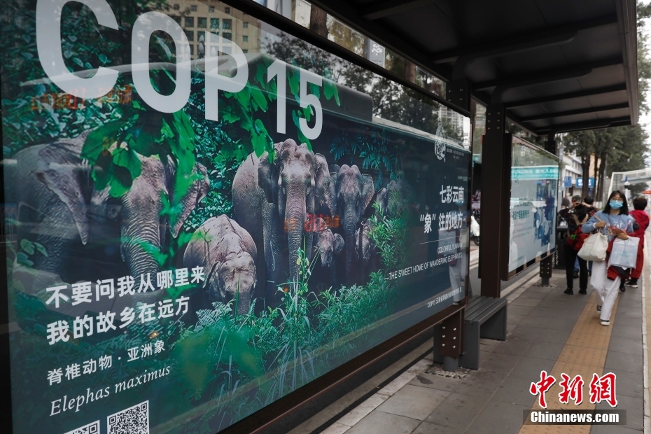 昆明cop15海报图片