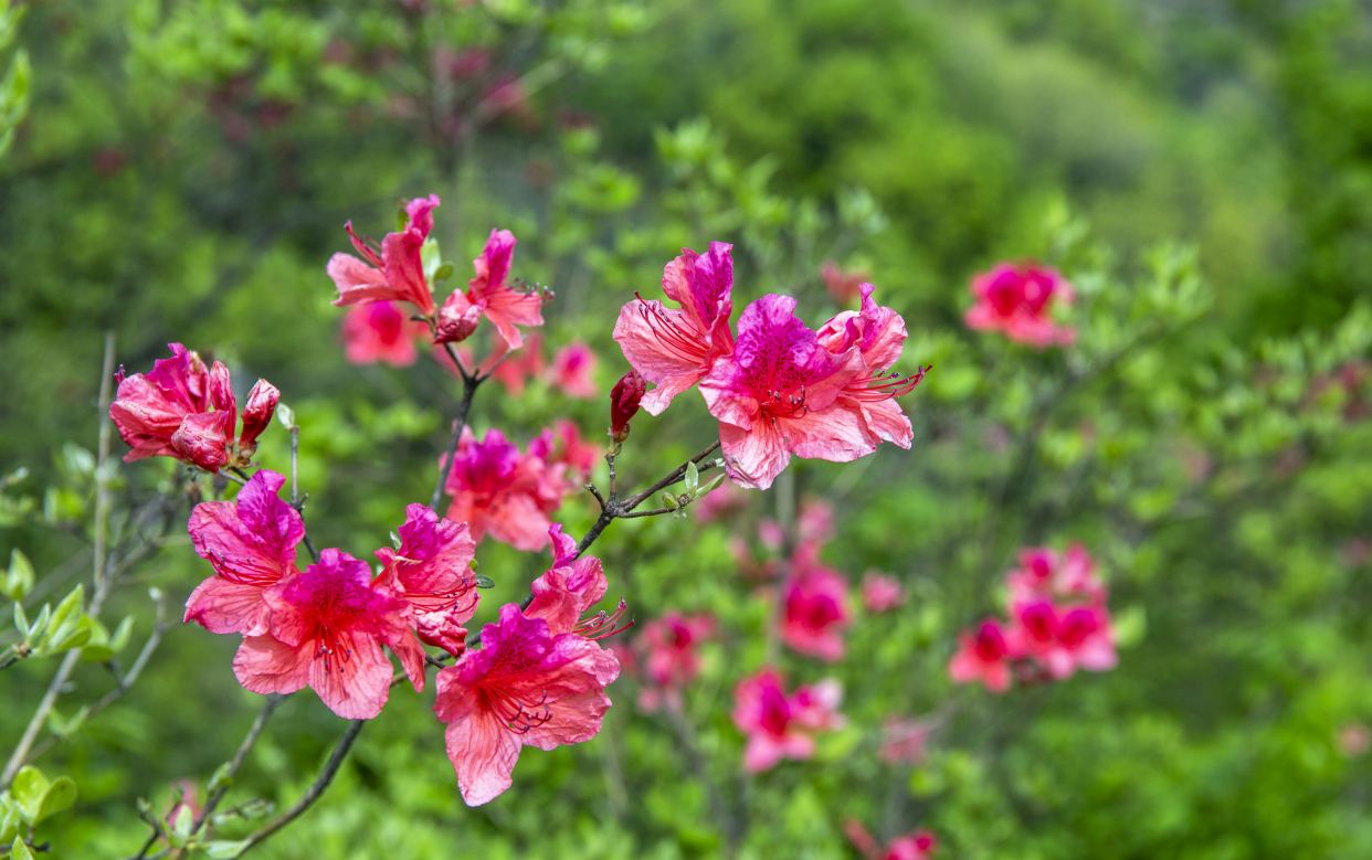 河南鲁山:四棵树平沟杜鹃花开满山岗