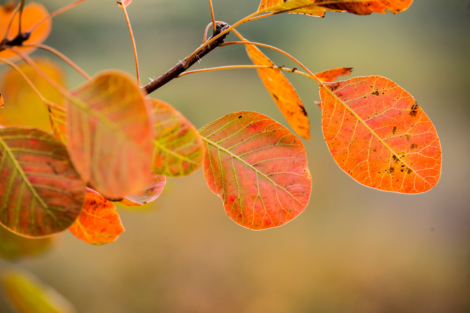 山东邹平:白云山麓 层林尽染