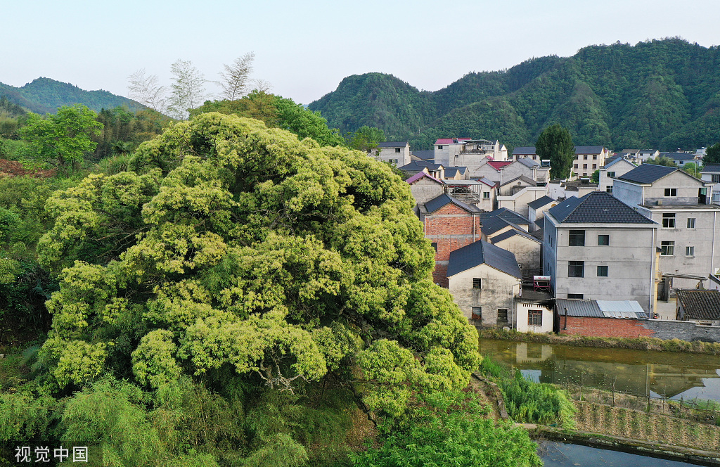 杭州樹齡500年苦櫧樹花開滿枝