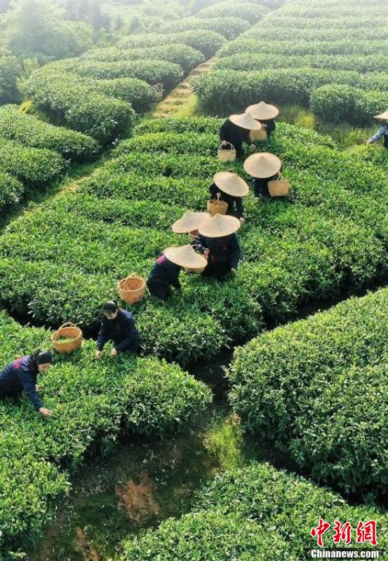 乡约福建:闽红工夫茶迎上市高峰期