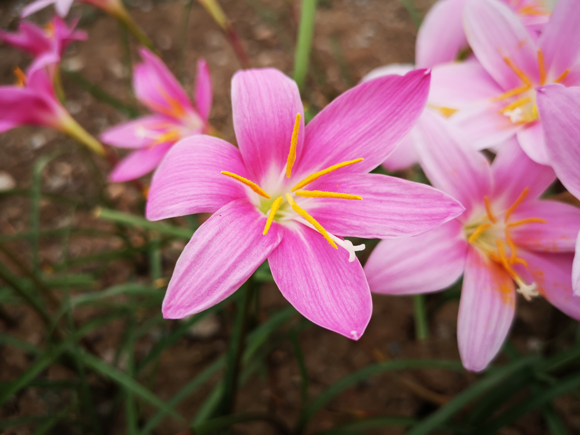 风雨后的韭兰花,美丽娇艳