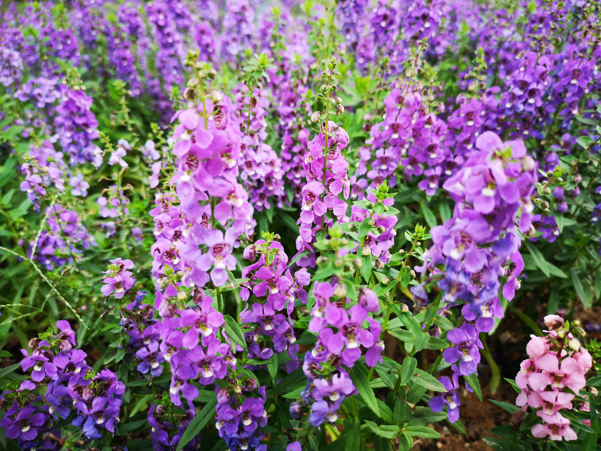 香彩雀,盛开遍野的绚丽小花朵