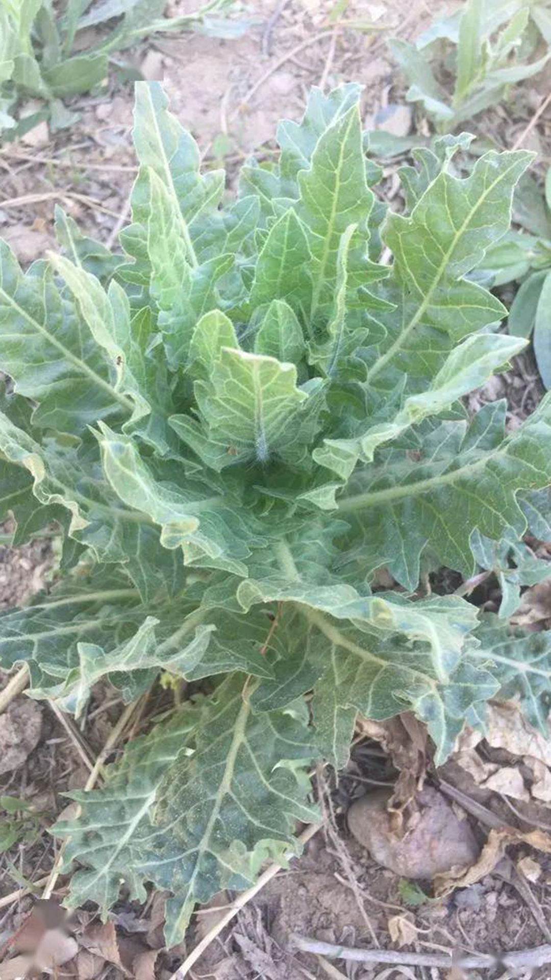 天仙子(茄科天仙子属植物)