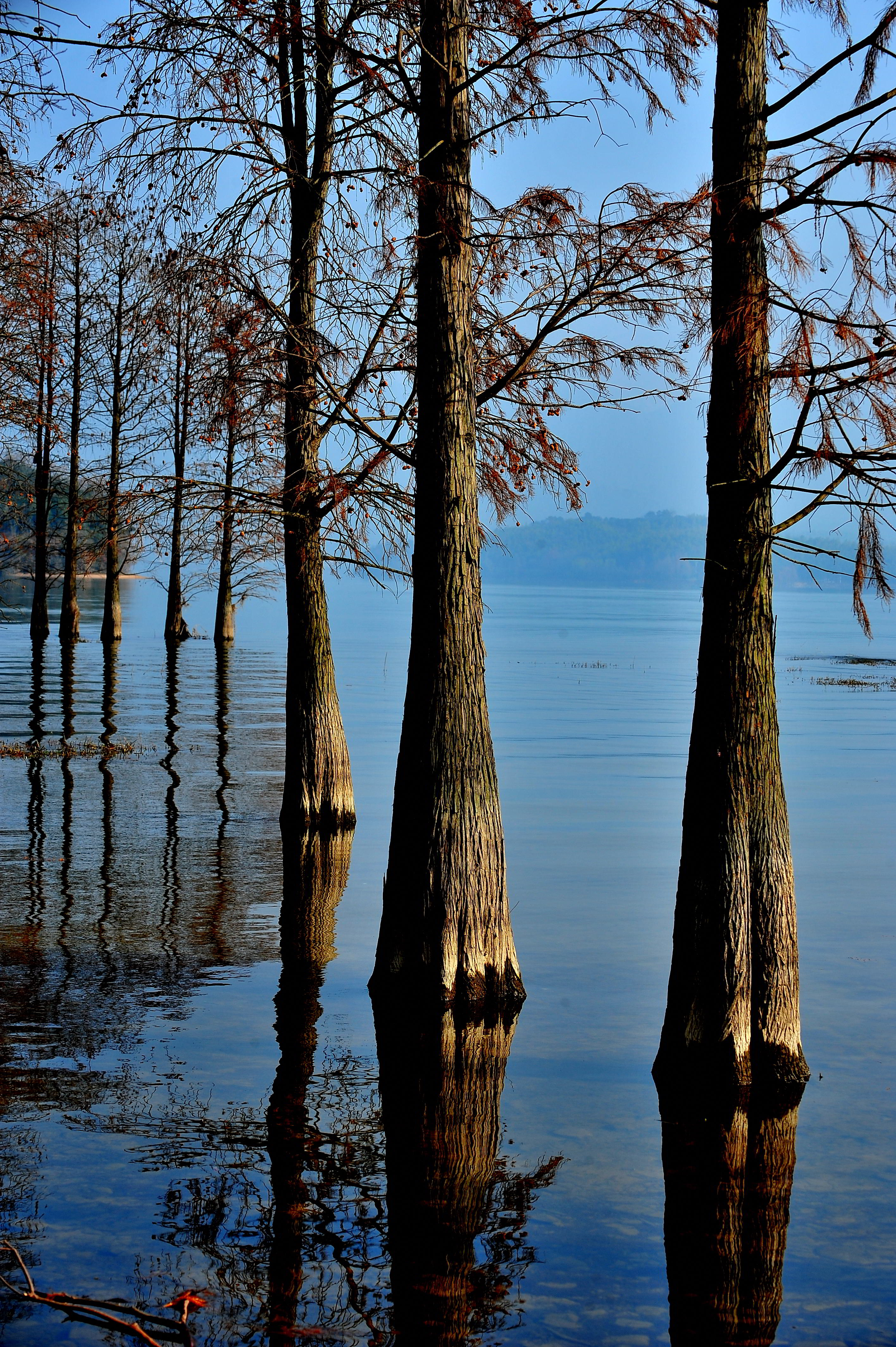 四明湖的水杉林网红很多年了,确实是摄影和休闲胜地