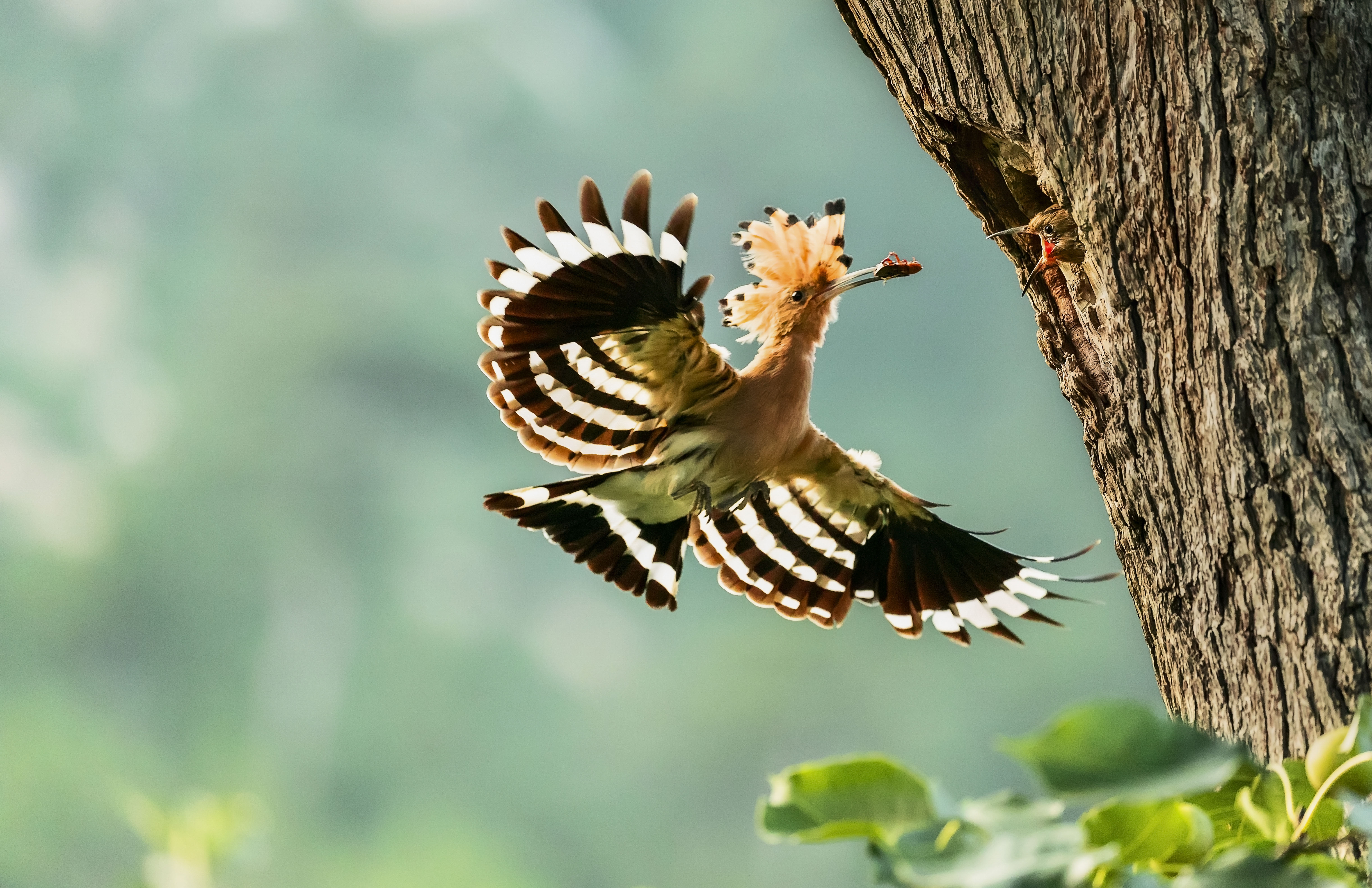 辽宁锦州:镜头里的鸟类世界尽显生态之美