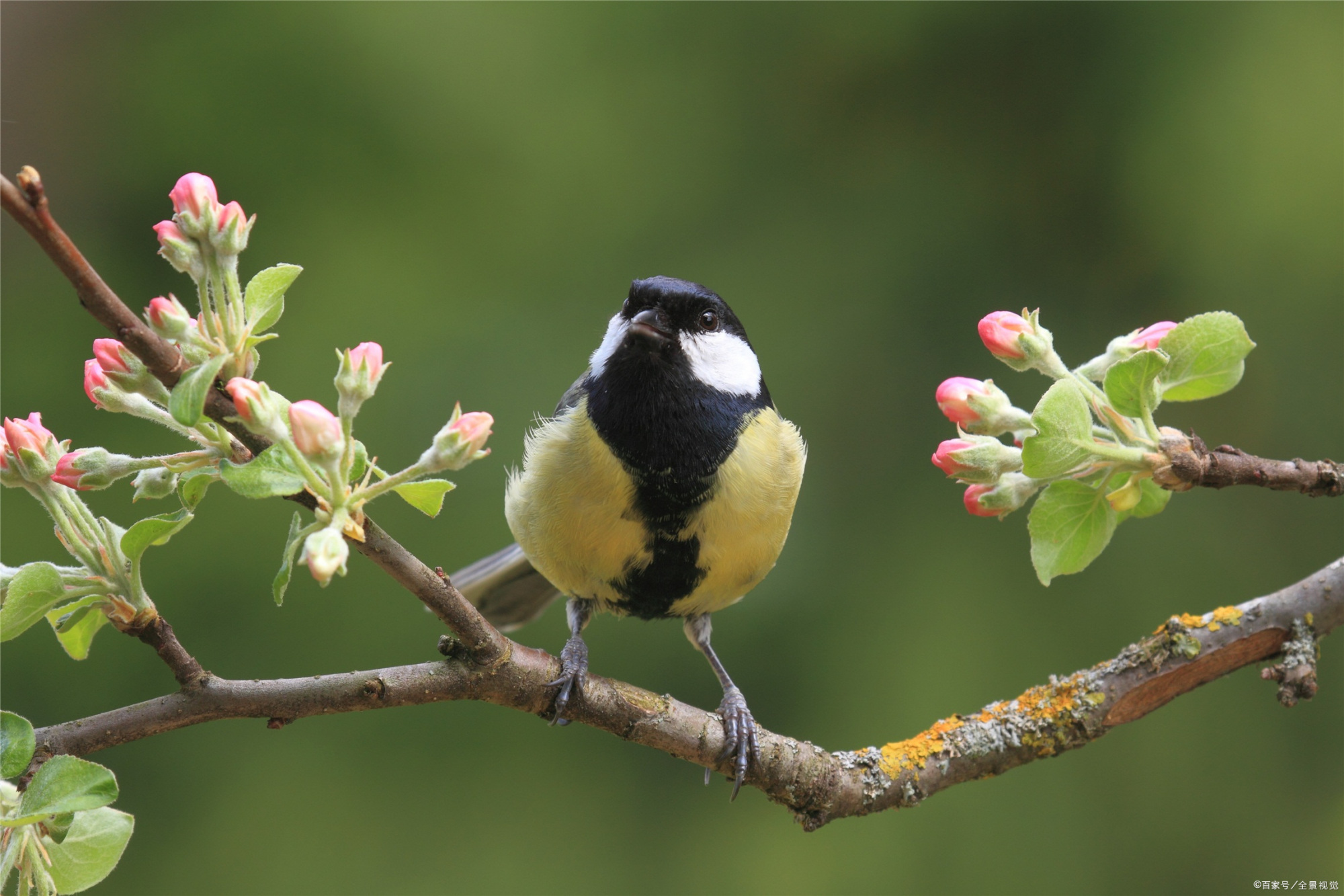 打起黄莺儿,莫教枝上啼.——唐代:金昌绪