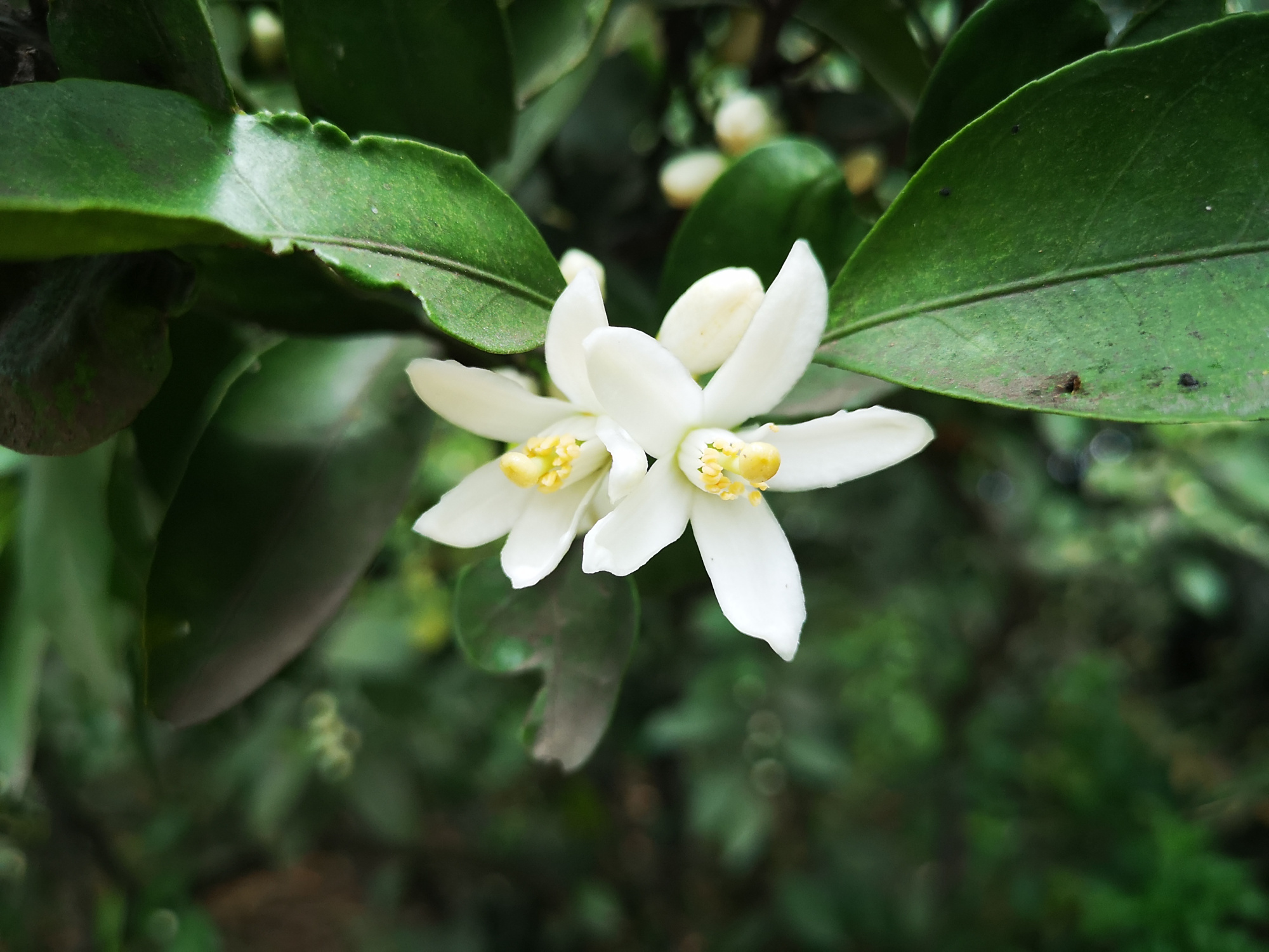 桔子树开花了,枝叶间溢满清香