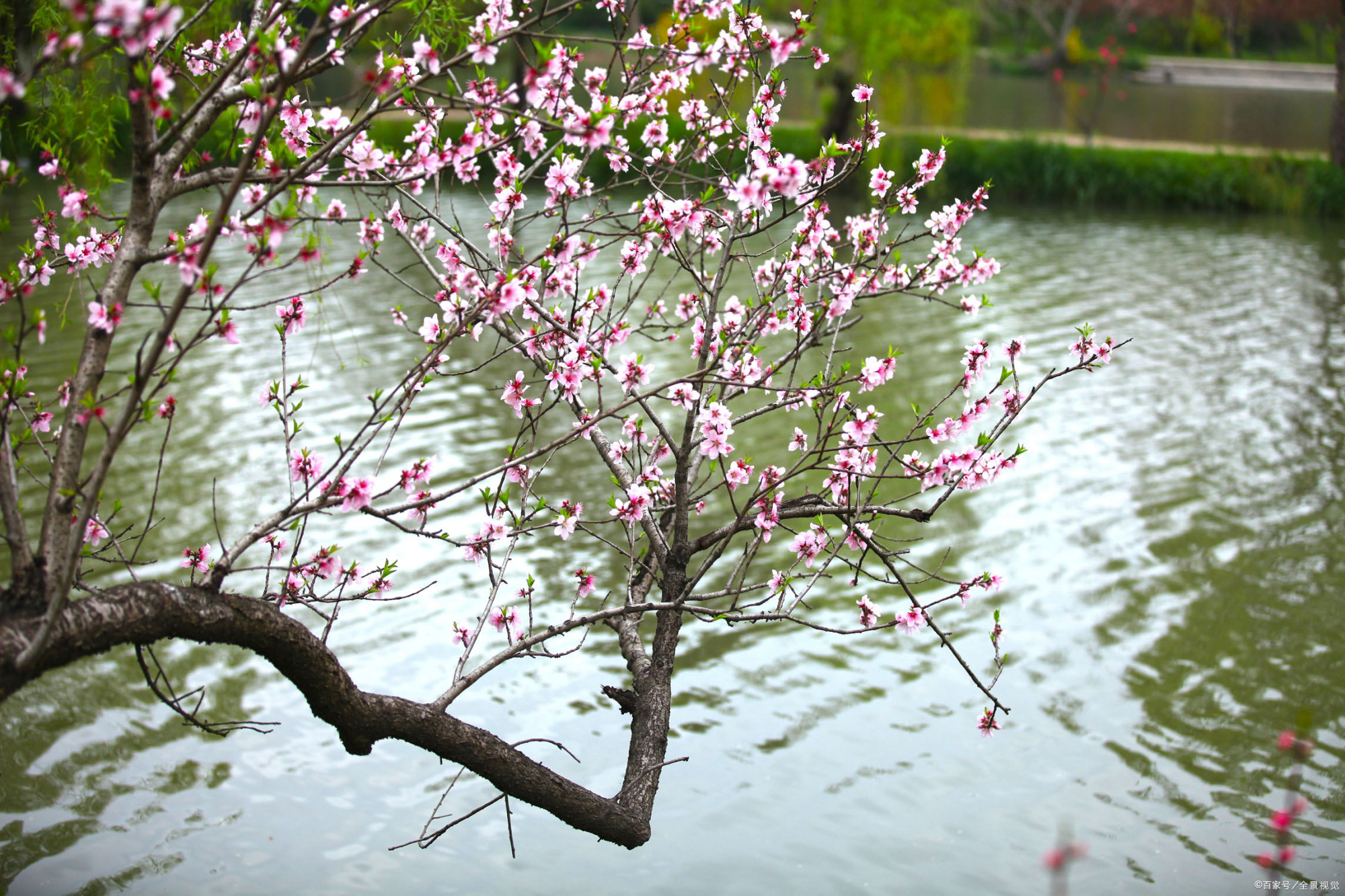 双飞燕子几时回?夹岸桃花蘸水开.——宋代:徐俯