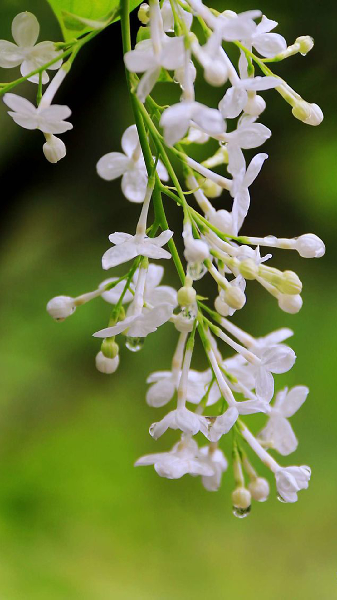 丁香(木犀科丁香属植物)
