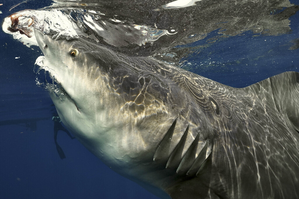 美国:潜水员近距离拍摄鲨鱼 体型庞大牙齿锋利无比