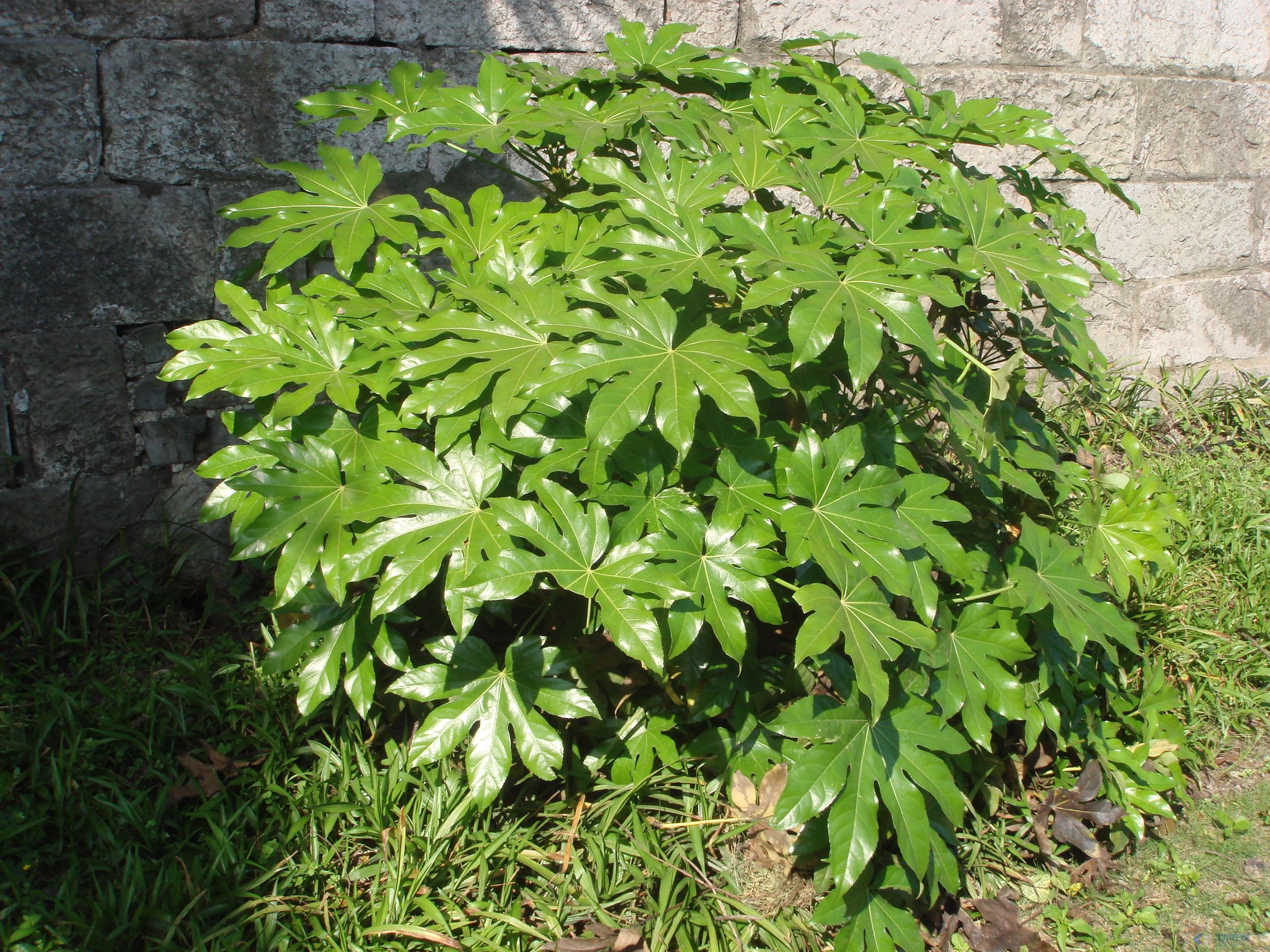 我的植物朋友"八角金盘"