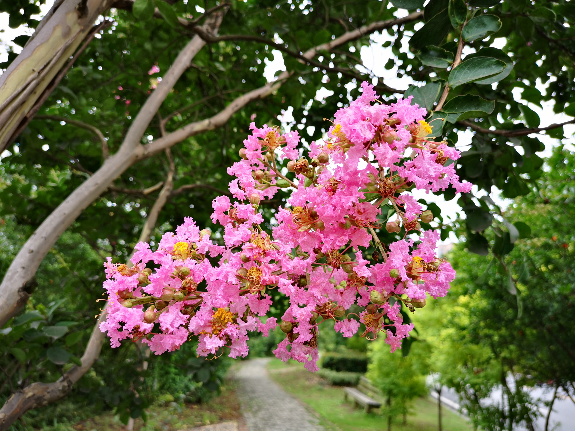 夏天的紫薇花,又美又香