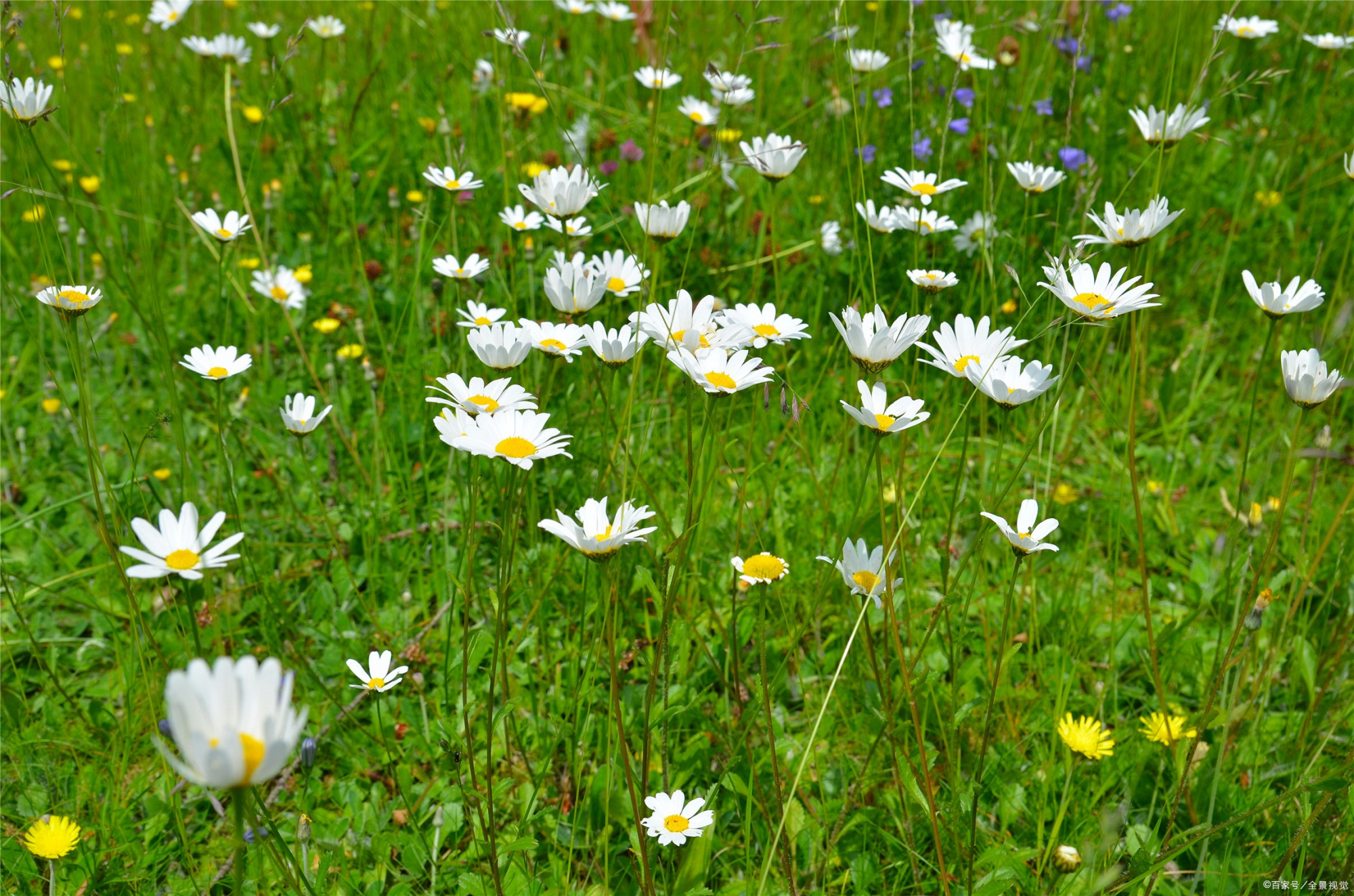 绿茸茸的草地和野花"嫩绿柔香远更浓,春来无处不茸茸.