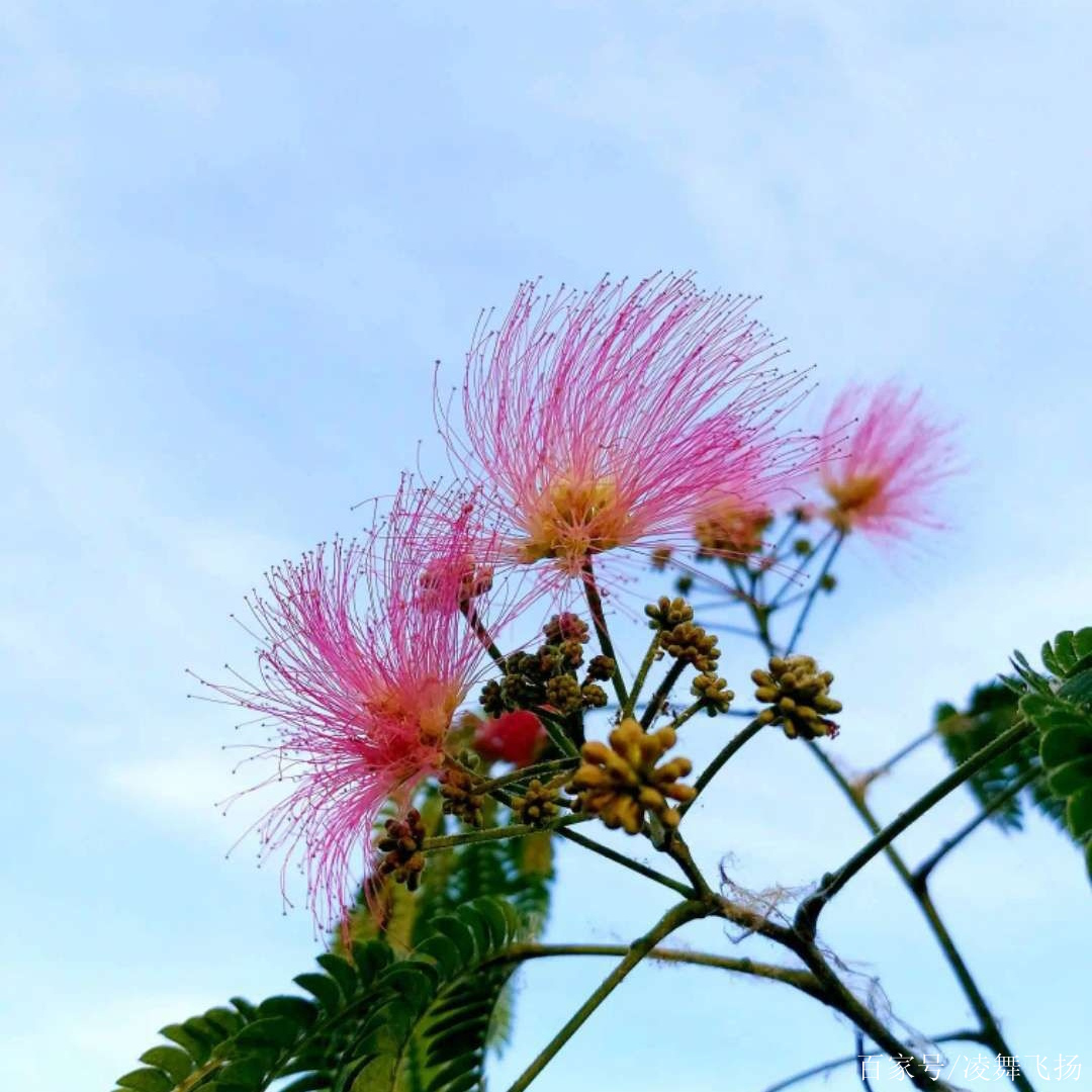 圖集▏榕樹開花了(實拍)