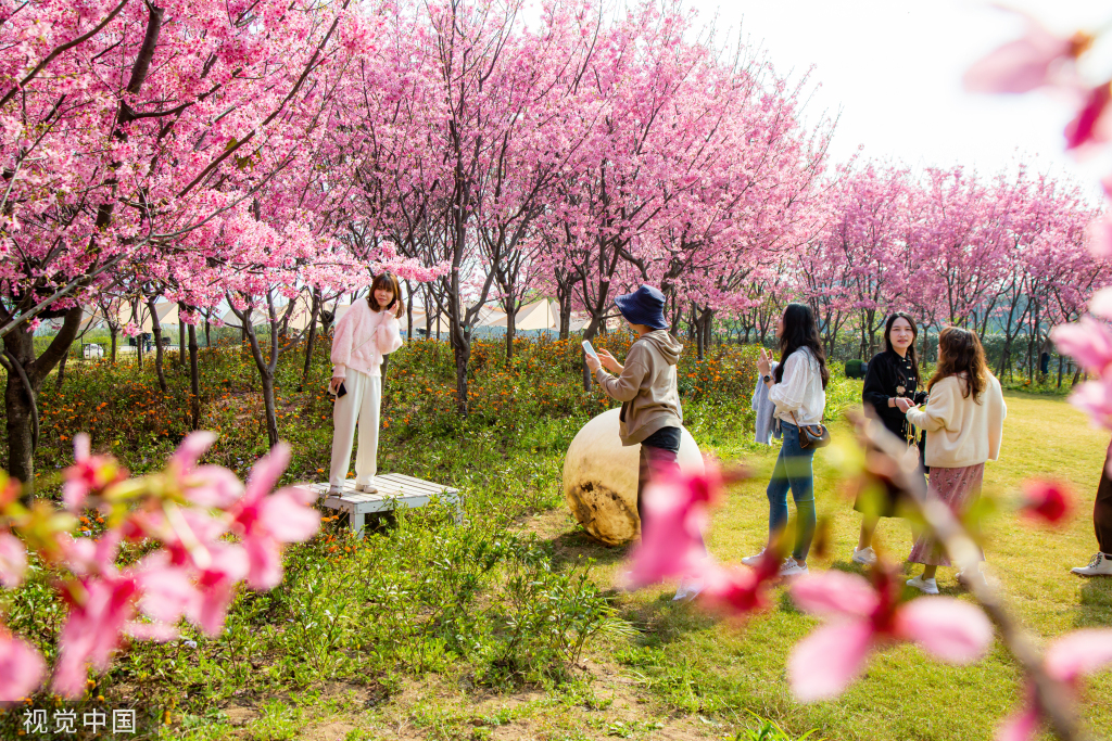 2022年鲤鱼洲樱花岛图片