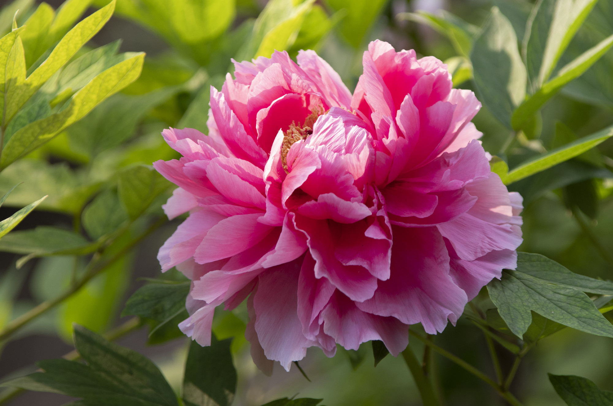 牡丹花,朵大奇艳,雍容华贵,花香袭人