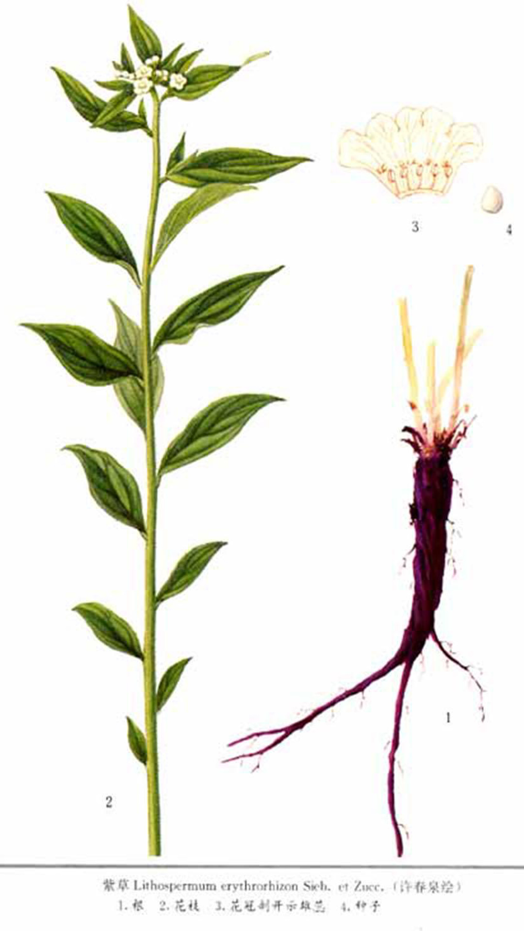 紫草(紫草科紫草属植物)