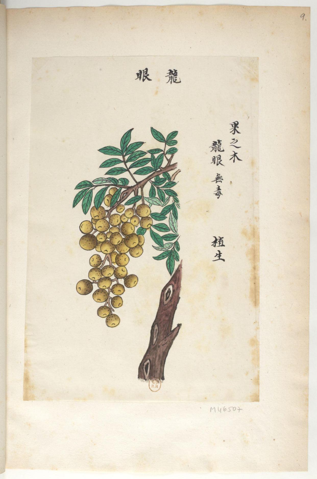 手绘的中药图谱