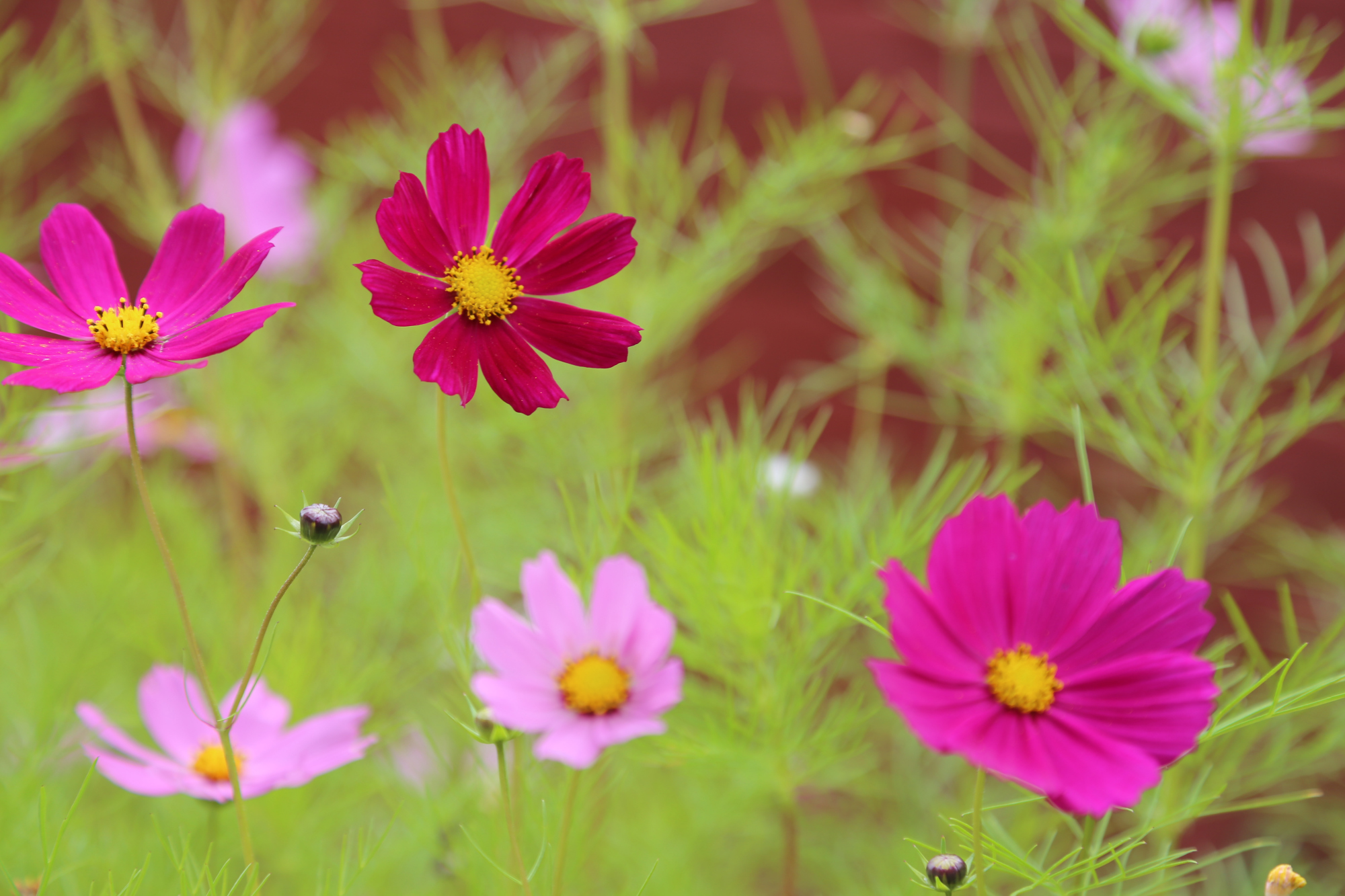 那些美丽的小花