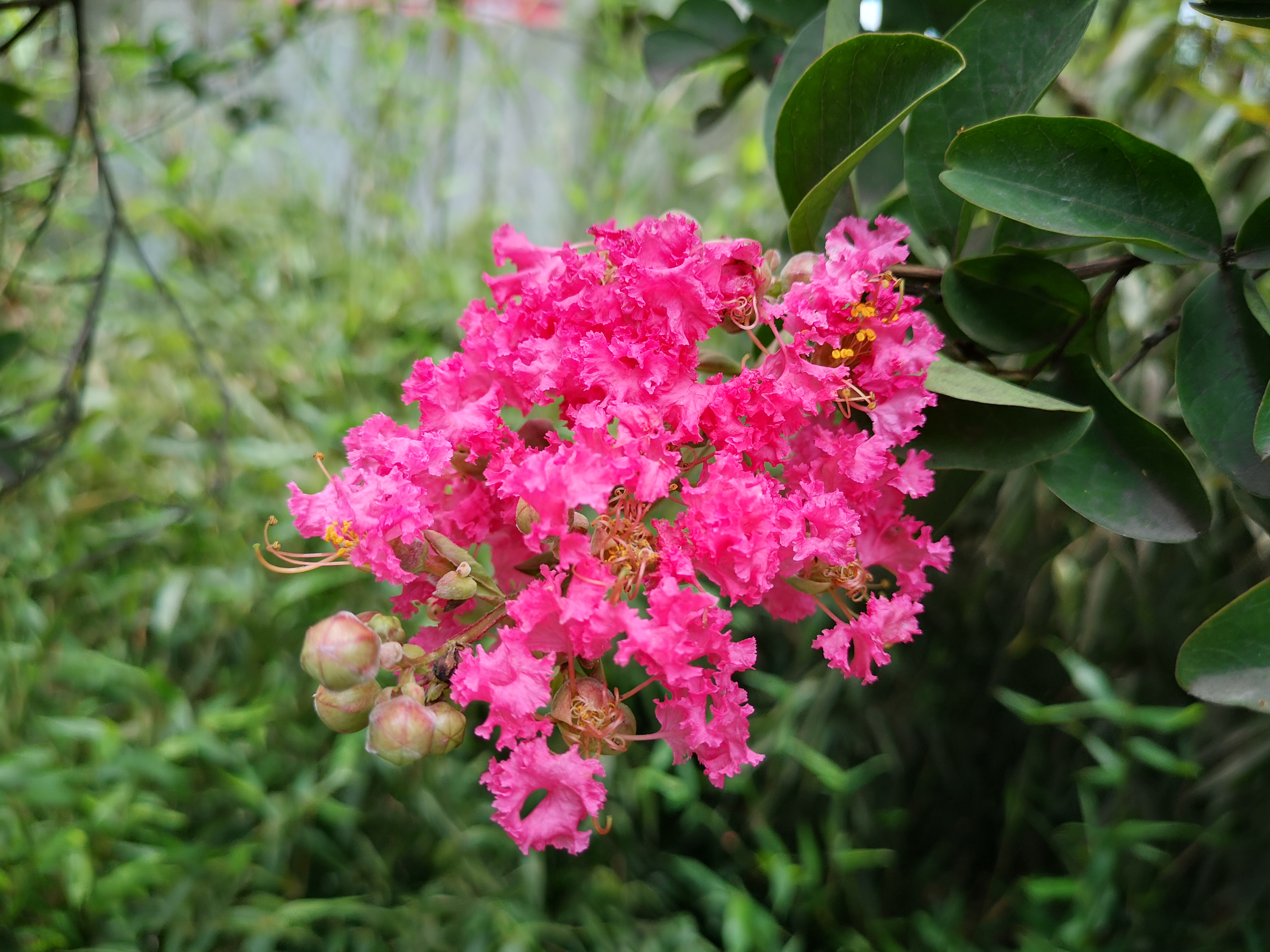 夏天的紫薇花