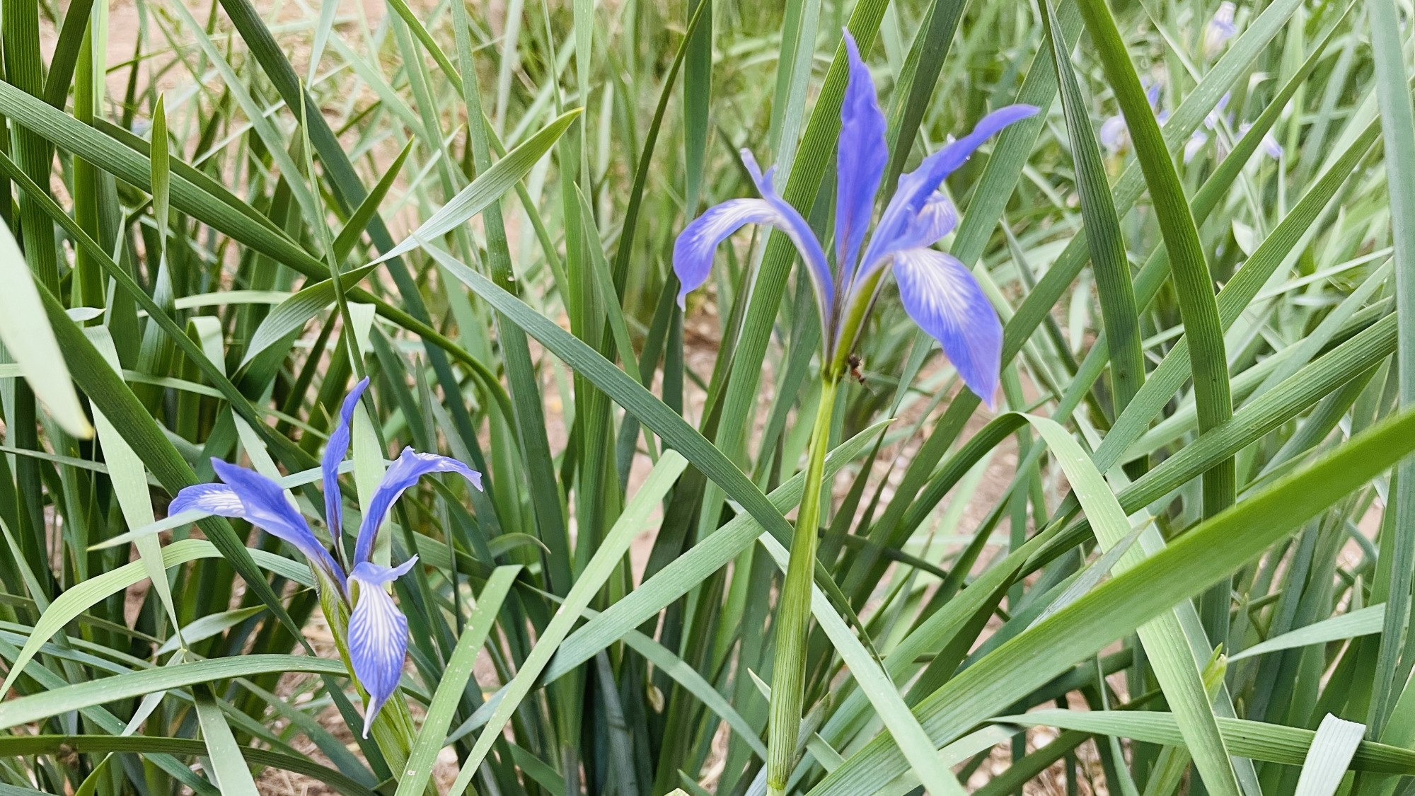 它是内蒙古的省花,草原上随处可见,过去千家万户能见到它的影子