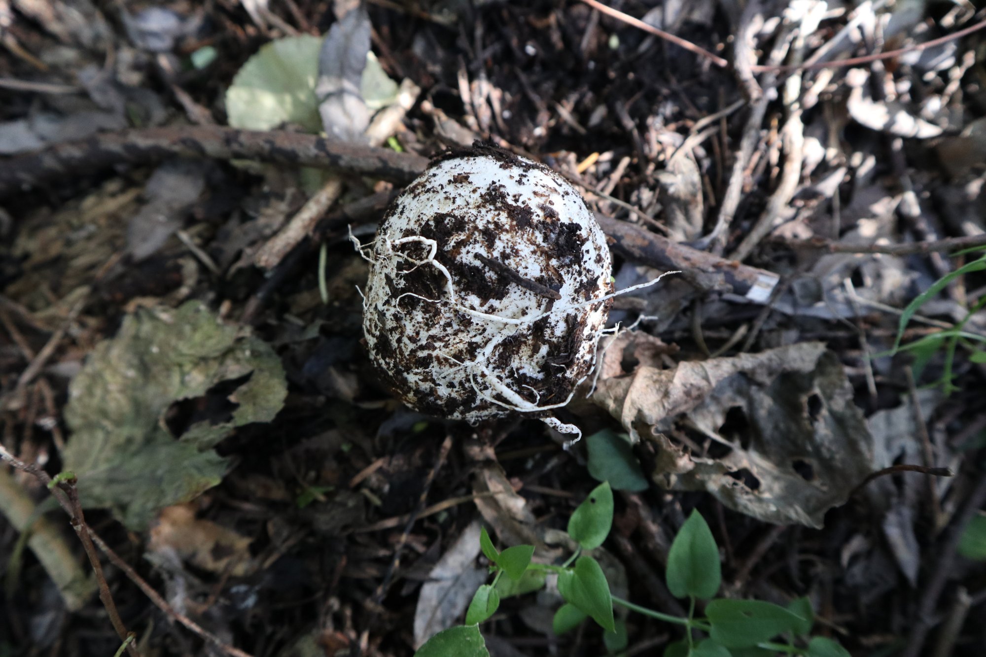 鬼笔蛋,蛋形的蘑菇